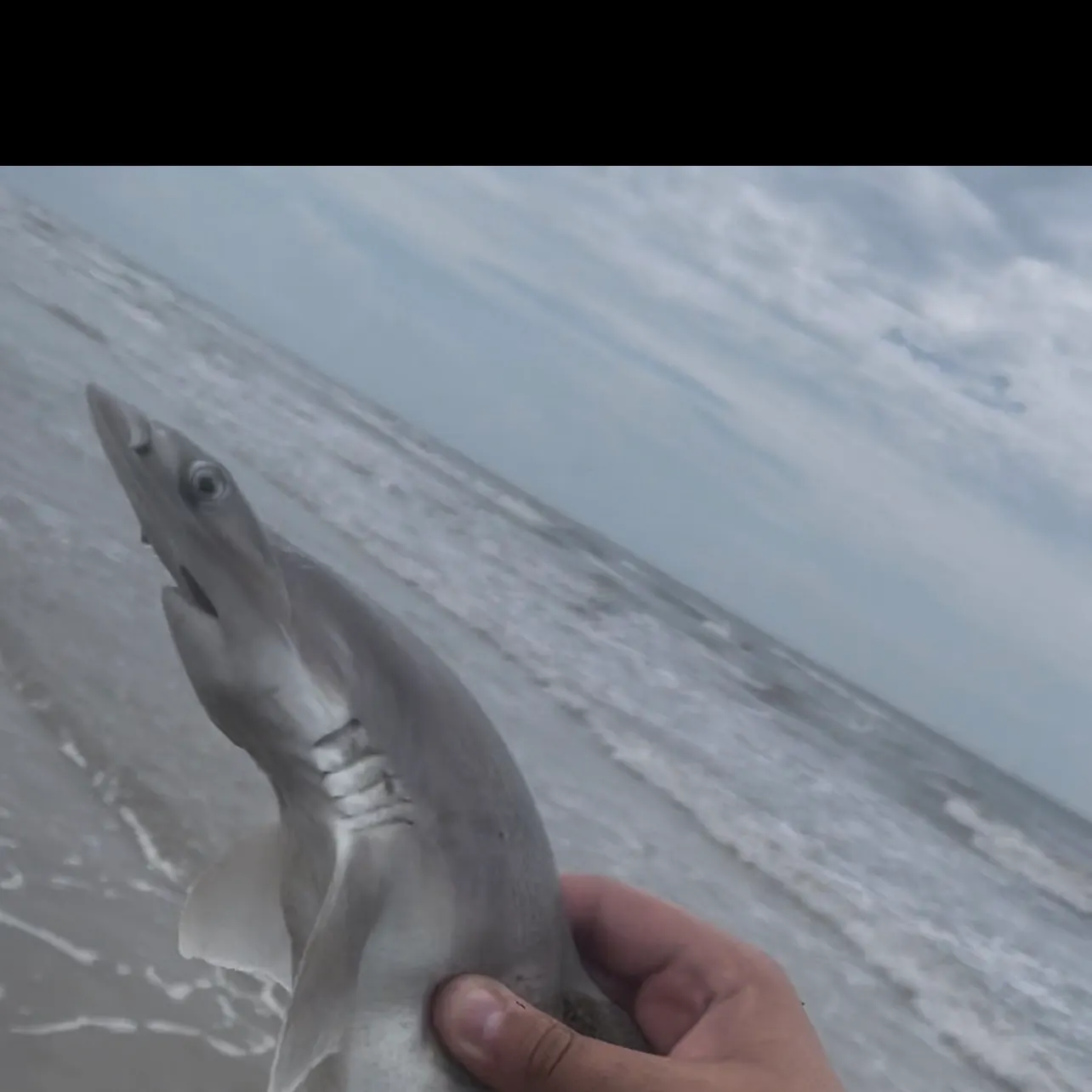 The most recent Bonnethead shark catches on Fishbrain
