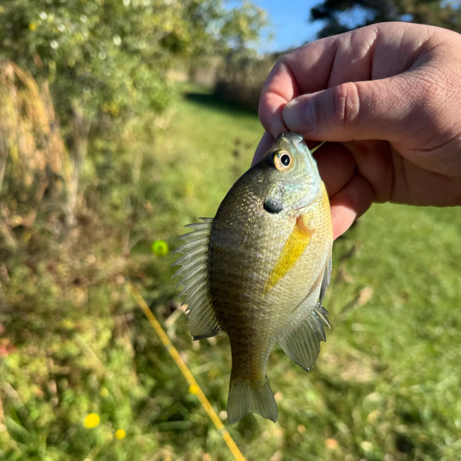 Bluegill caught on Fishbrain