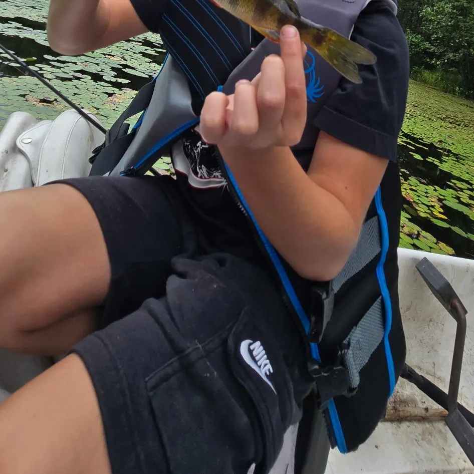 Yellow perch caught on Fishbrain