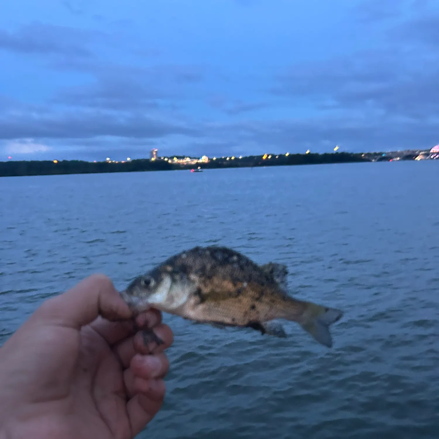 White perch caught on Fishbrain