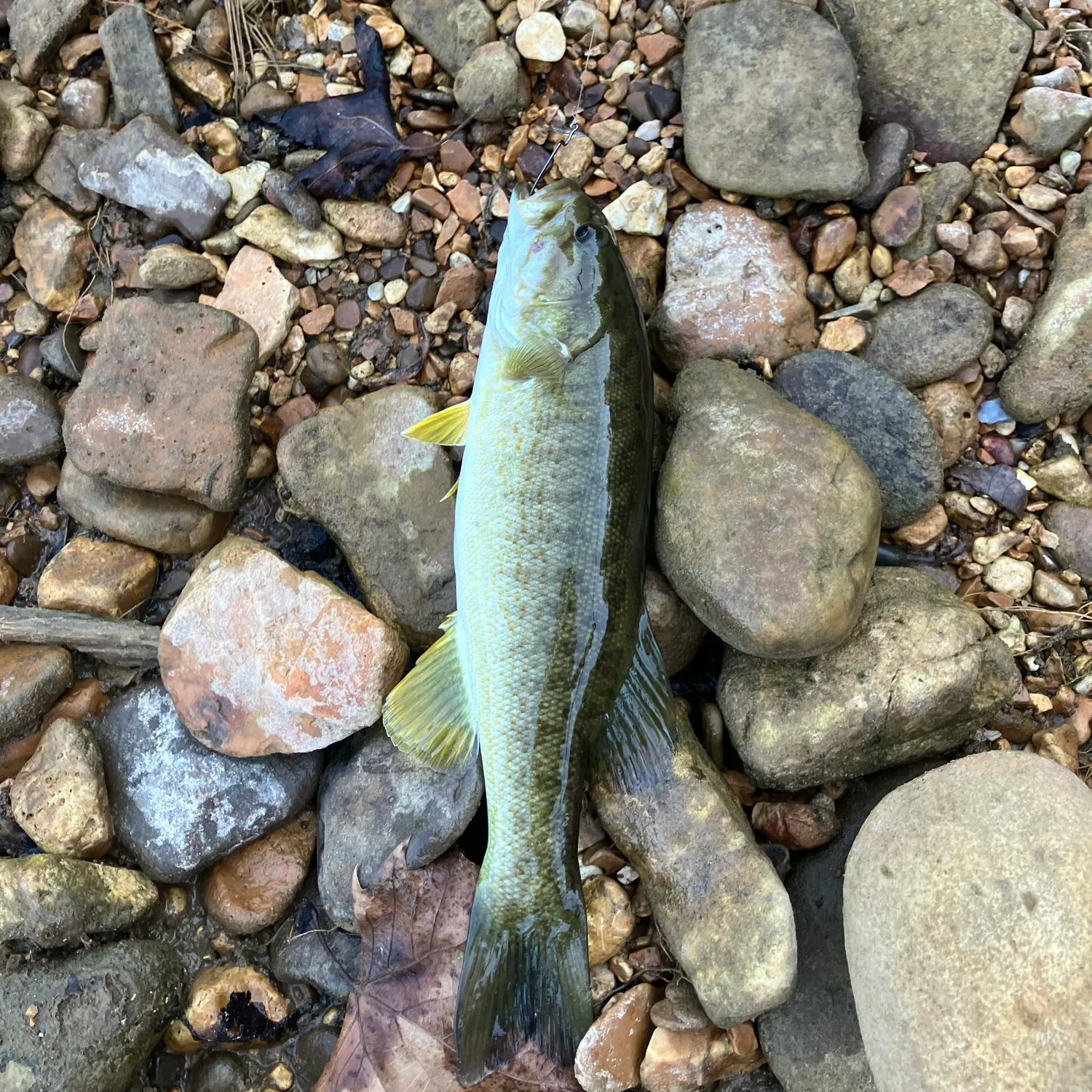 Smallmouth bass caught on Fishbrain