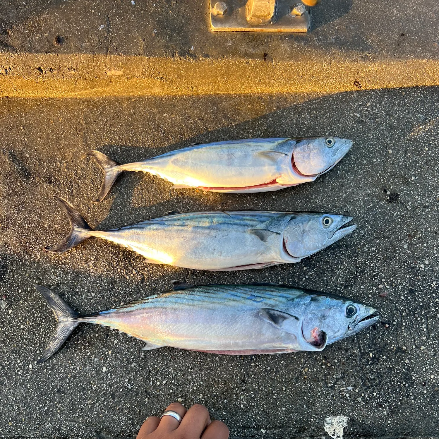 The most recent Eastern Pacific bonito catches on Fishbrain