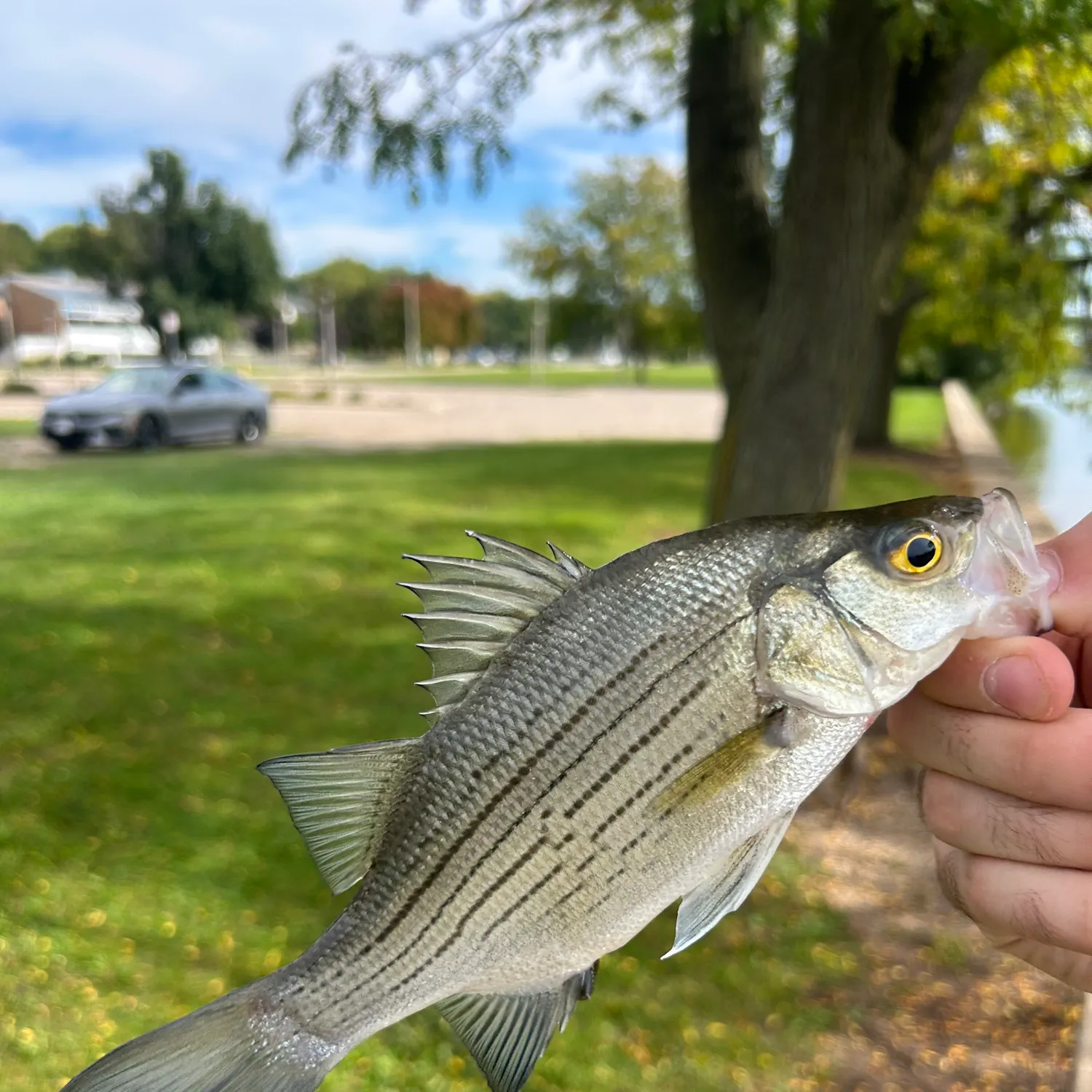 White bass caught on Fishbrain