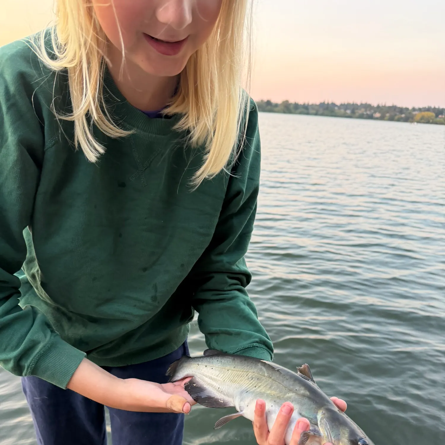 Channel catfish caught on Fishbrain