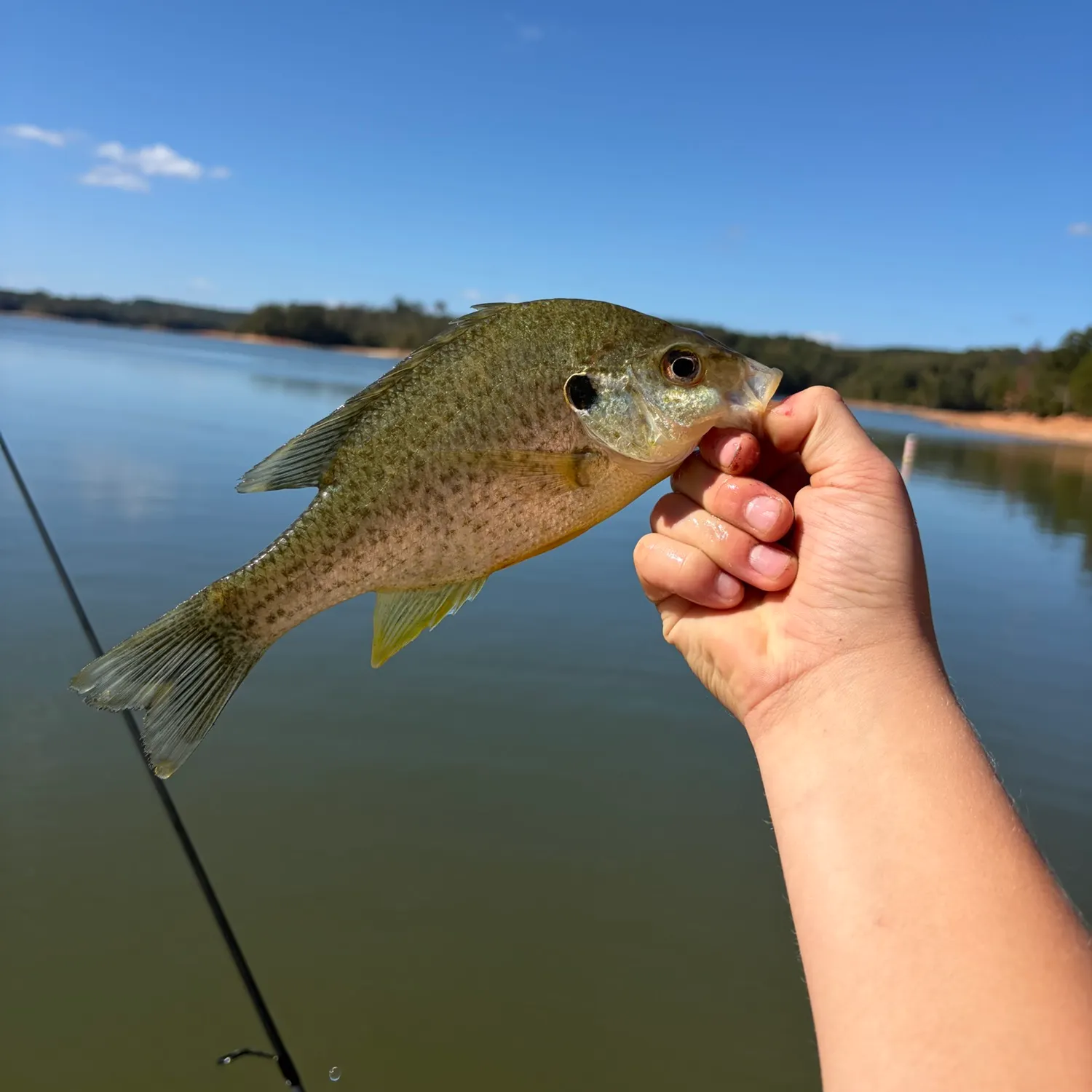Bluegill caught on Fishbrain