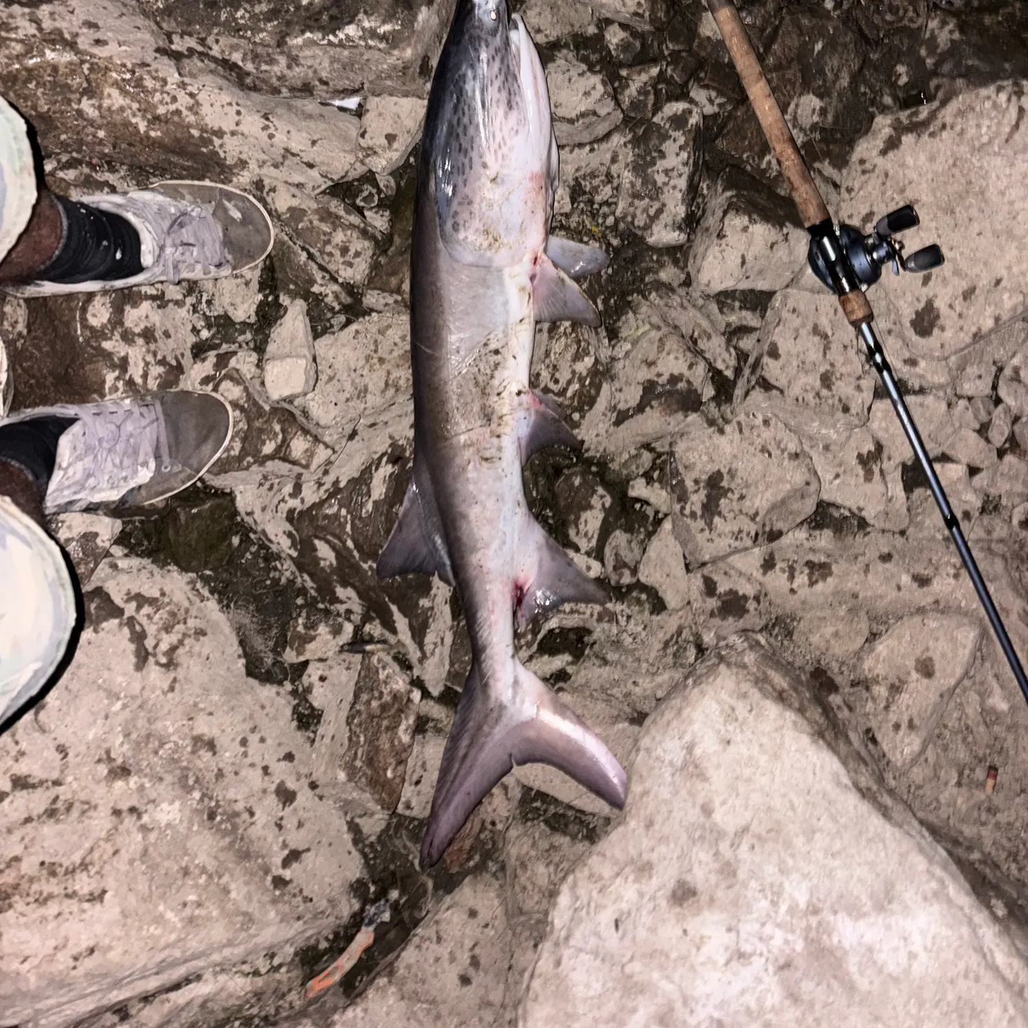 Paddlefish caught on Fishbrain