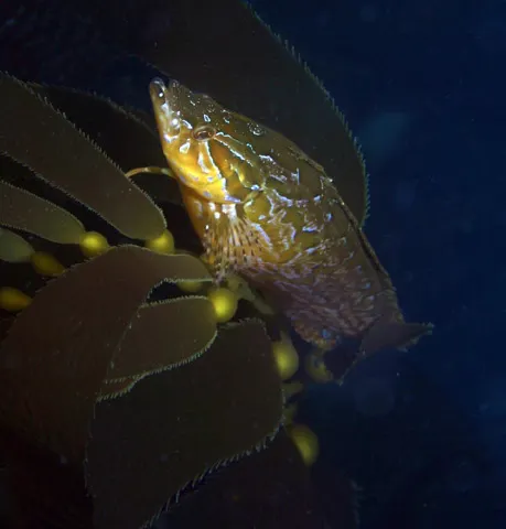 Giant kelpfish