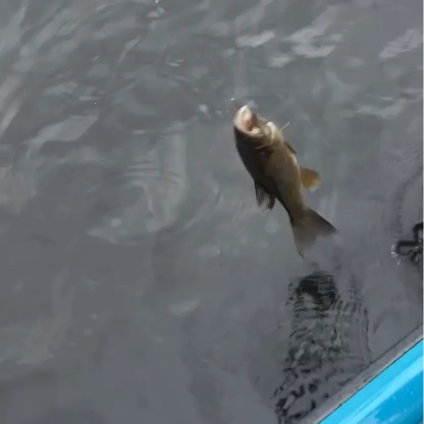 Smallmouth bass caught on Fishbrain