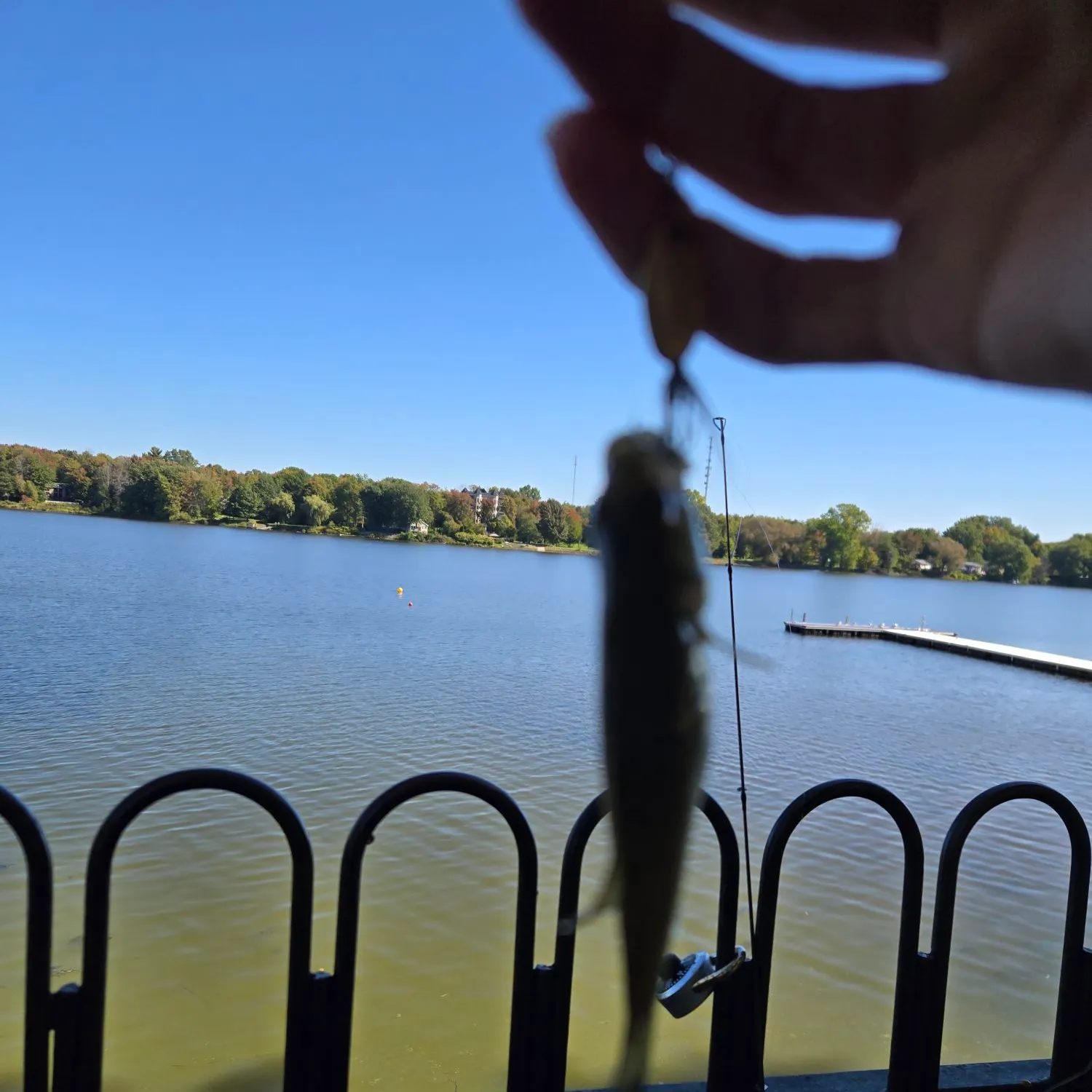 Smallmouth bass caught on Fishbrain
