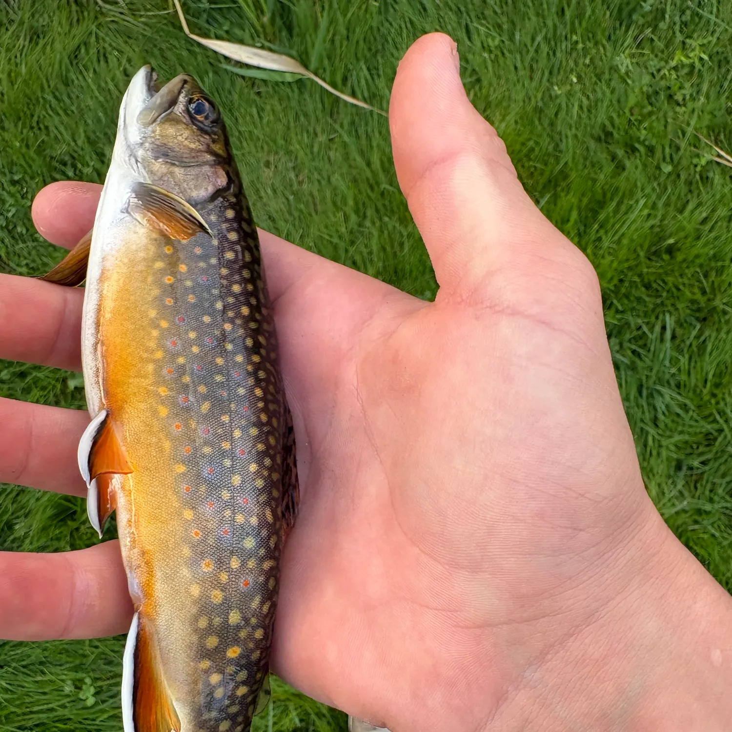 Brook trout caught on Fishbrain