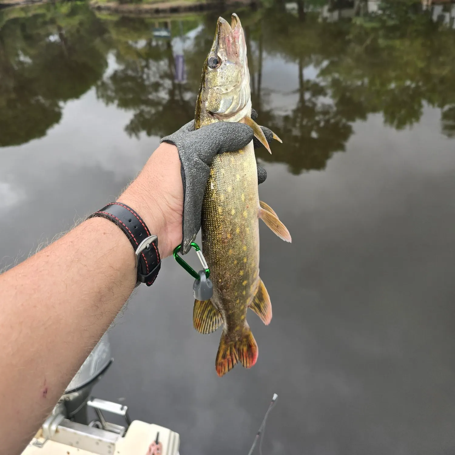 Northern pike caught on Fishbrain