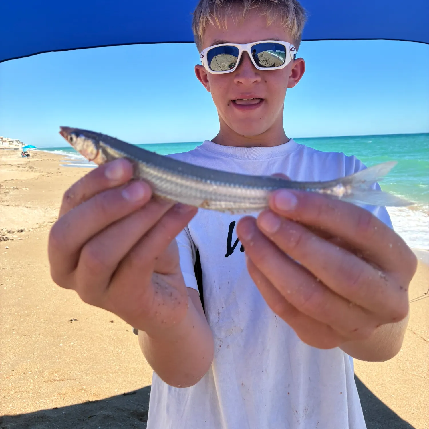 The most recent Mexican needlefish catches on Fishbrain