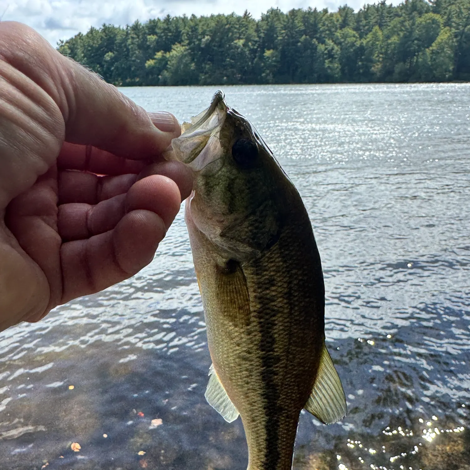 Largemouth bass caught on Fishbrain