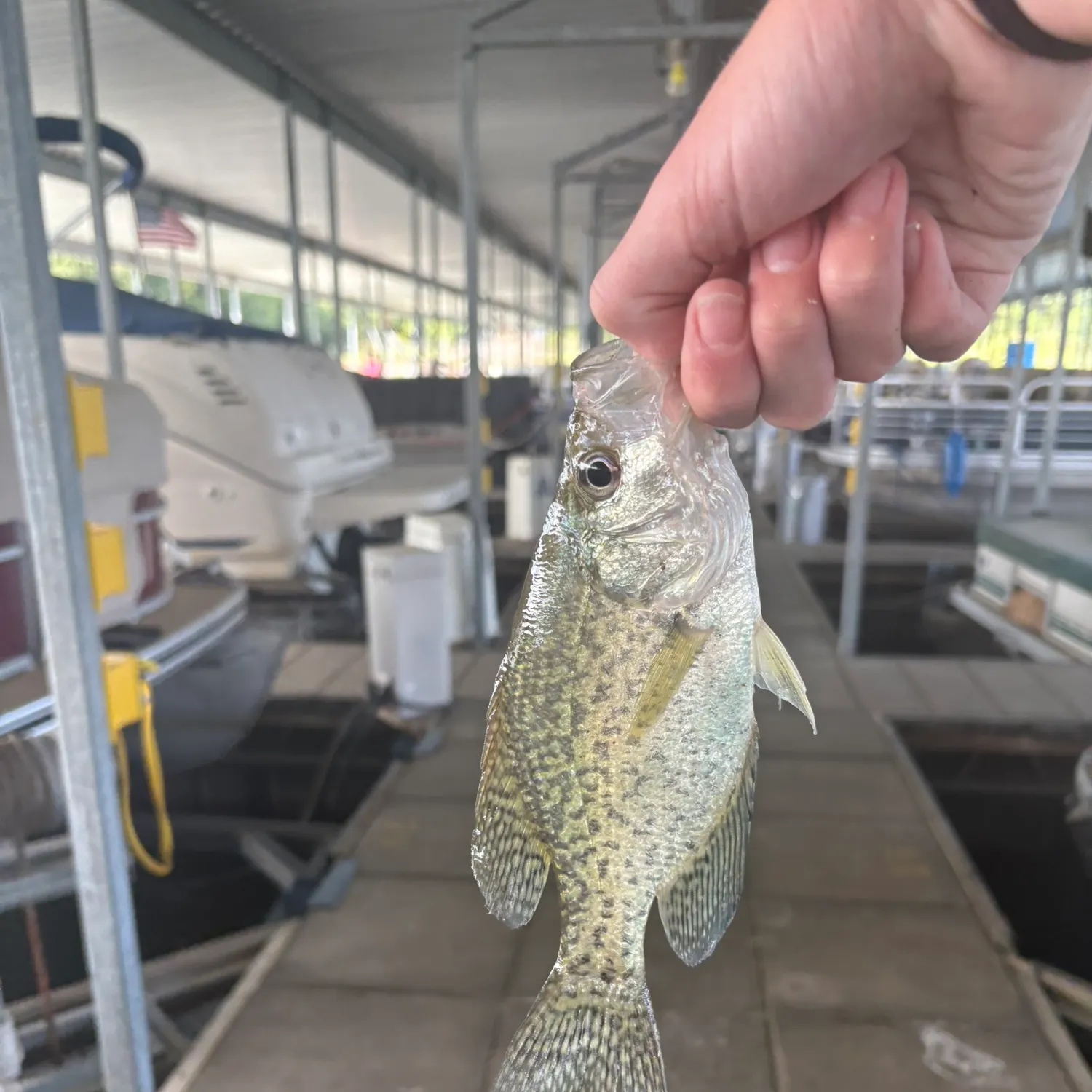 White crappie caught on Fishbrain