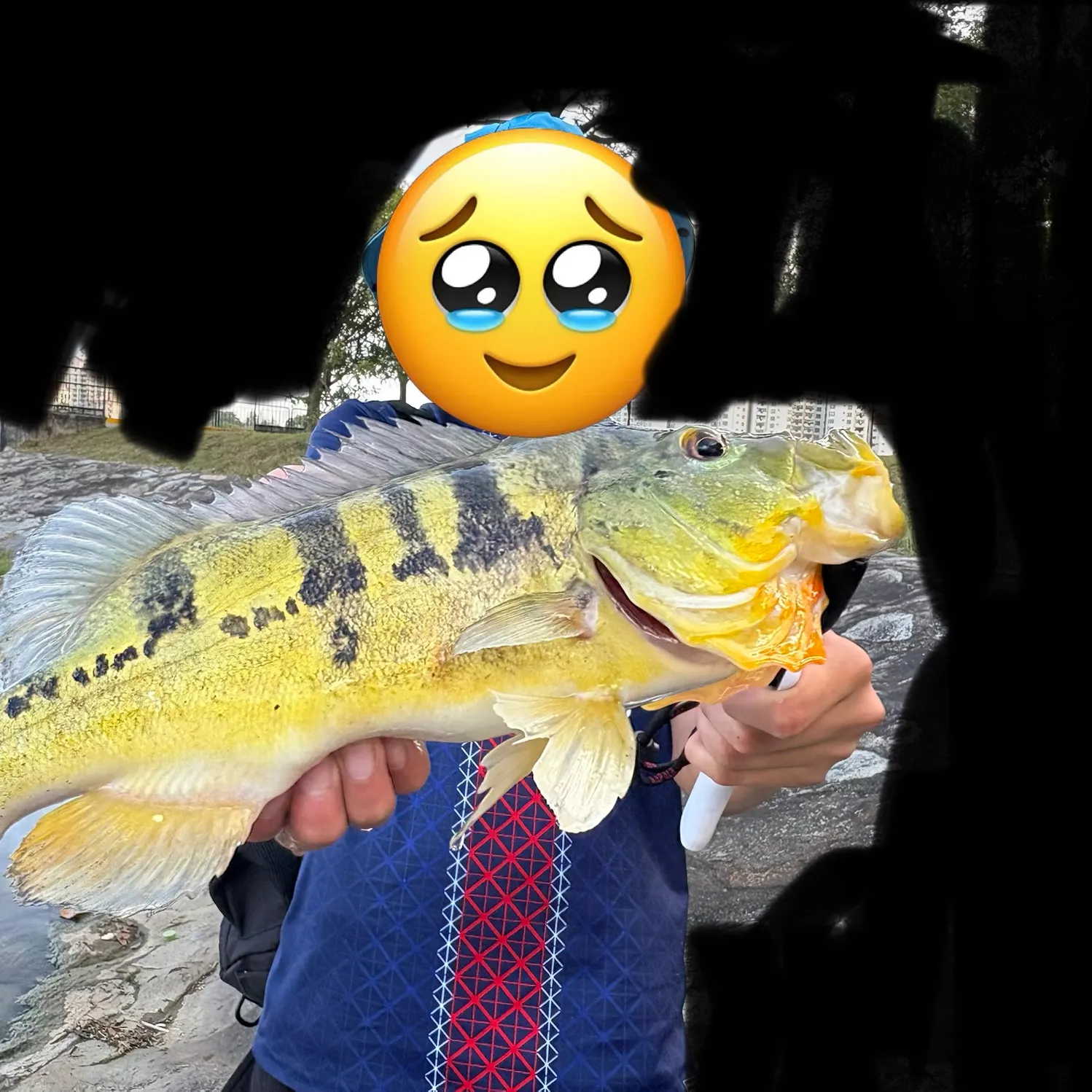 The most recent Butterfly peacock bass catches on Fishbrain