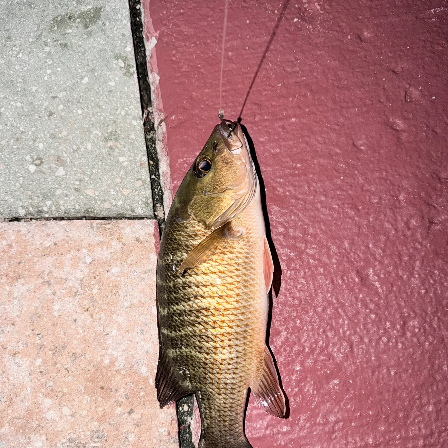 Mangrove snapper caught on Fishbrain