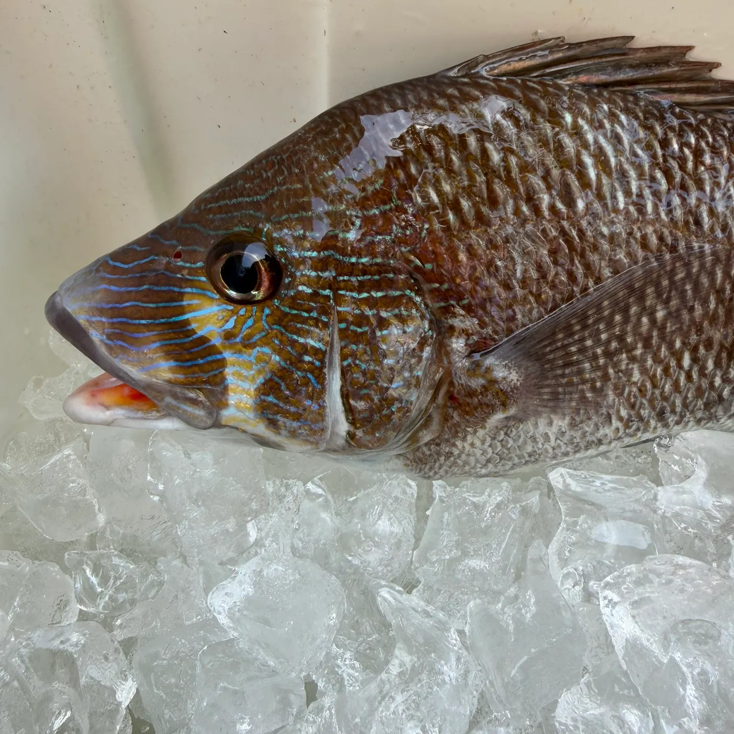 The most recent Mangrove snapper catches on Fishbrain