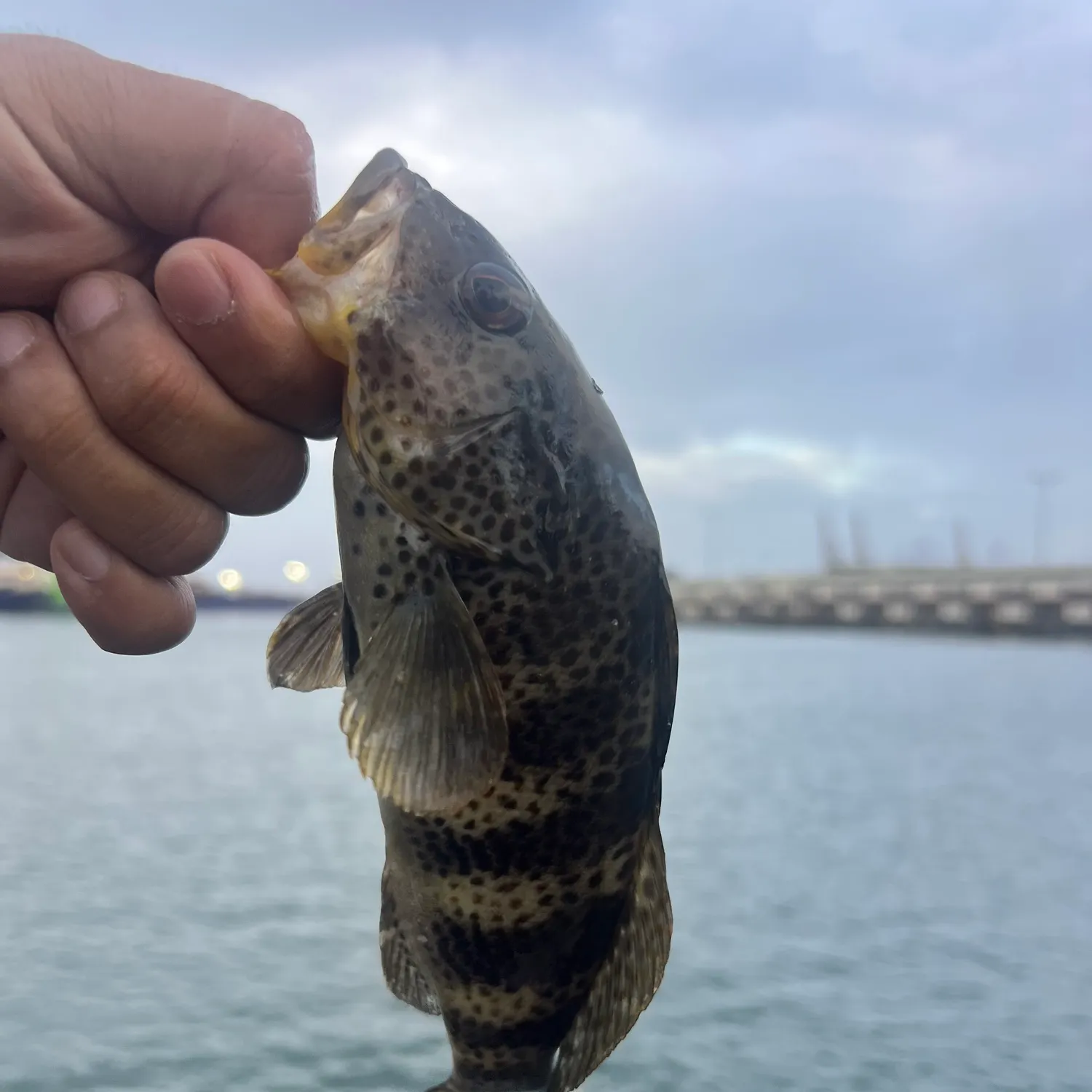 Spotted sand bass caught on Fishbrain