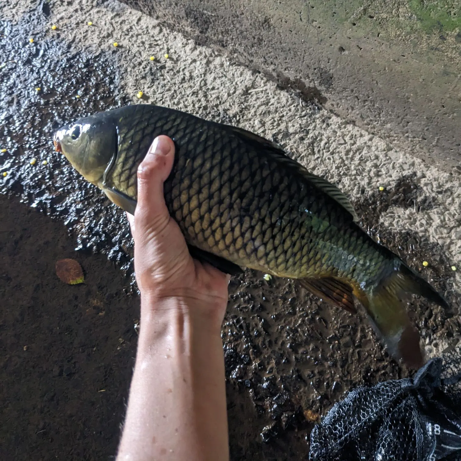 Common carp caught on Fishbrain