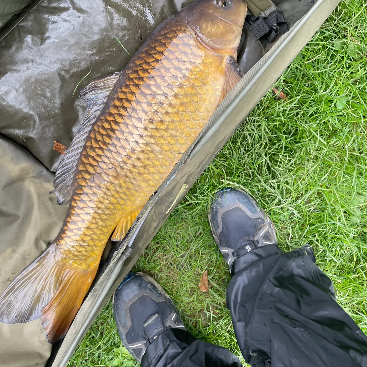 Common carp caught on Fishbrain