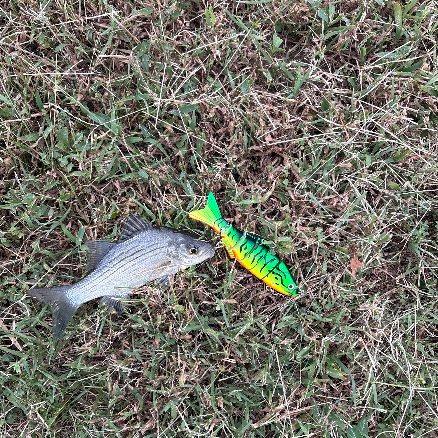 The most recent Striped mojarra catches on Fishbrain