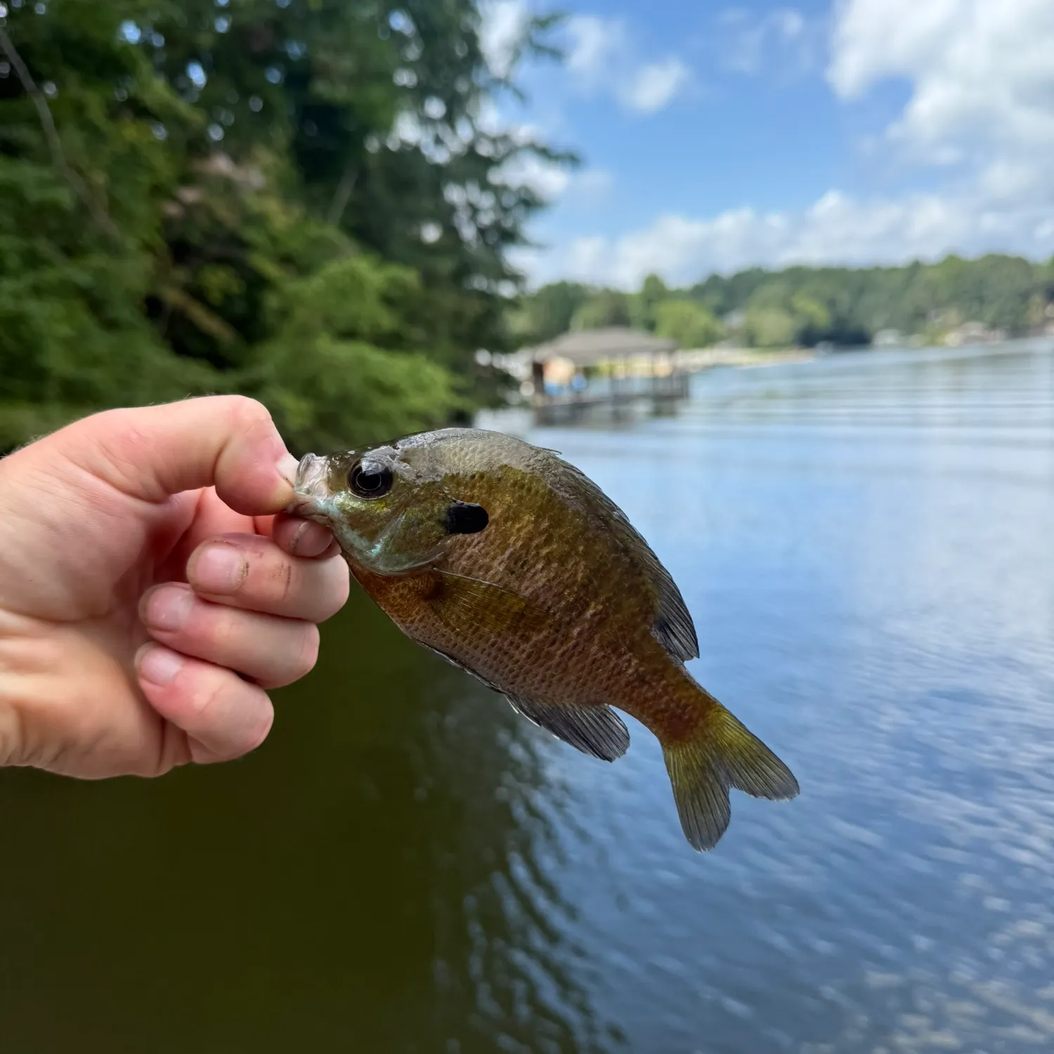 Bluegill caught on Fishbrain