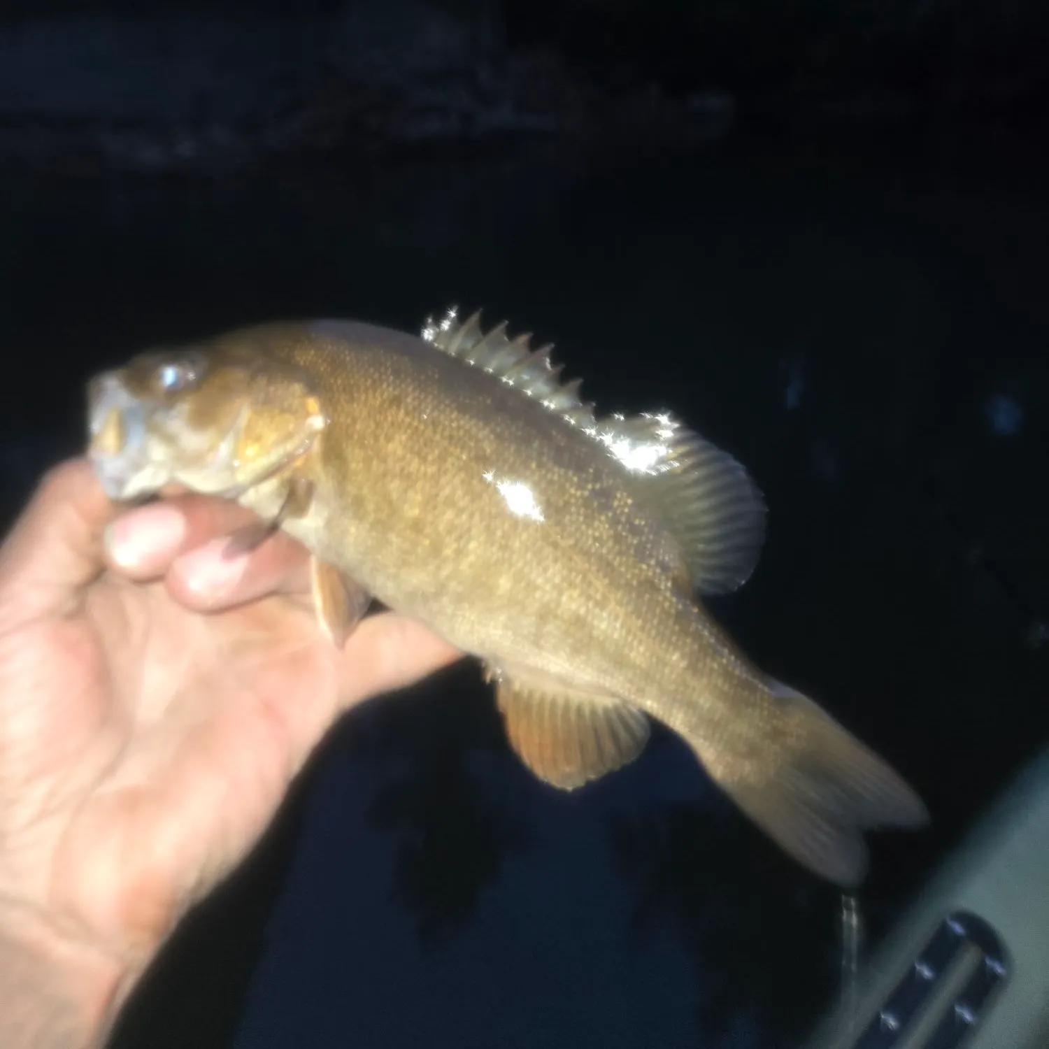 Smallmouth bass caught on Fishbrain