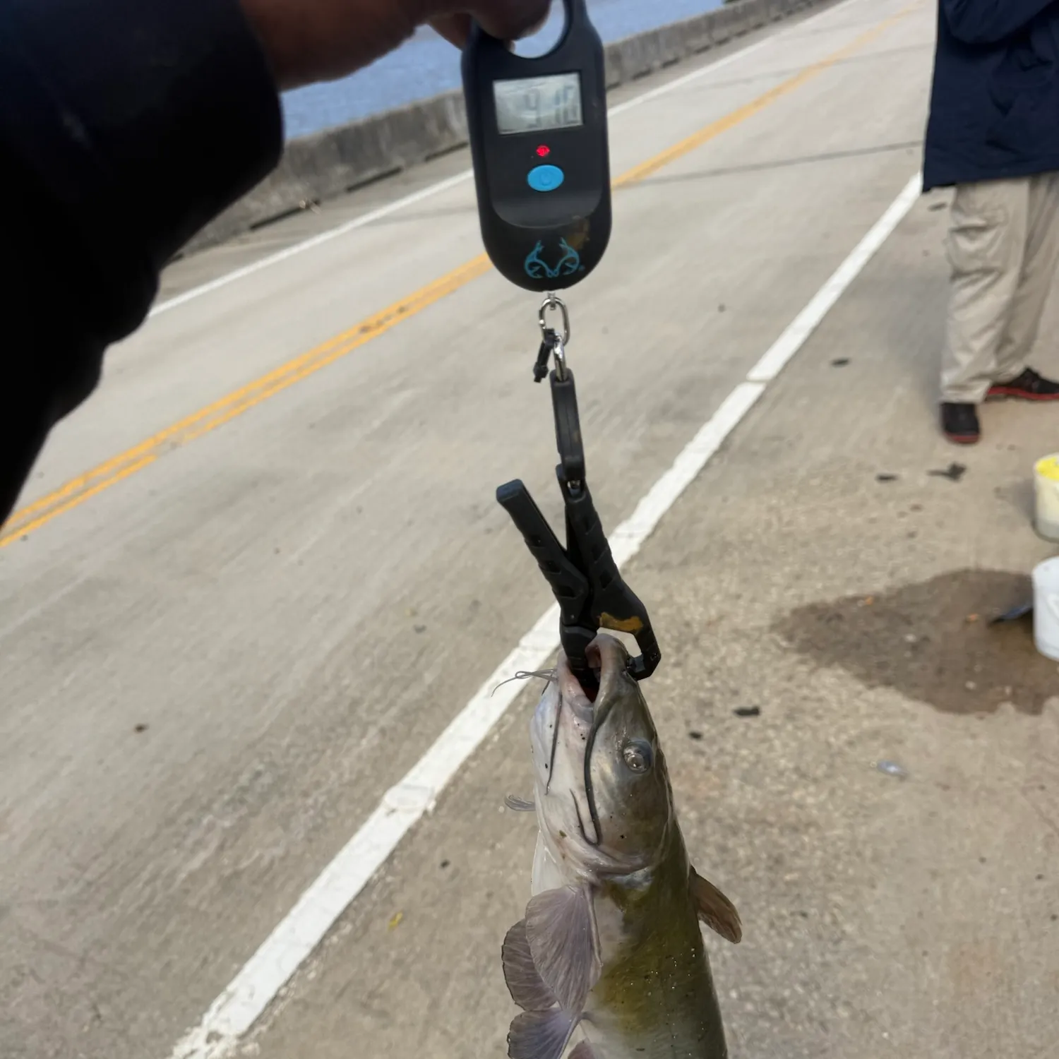 Blue catfish caught on Fishbrain