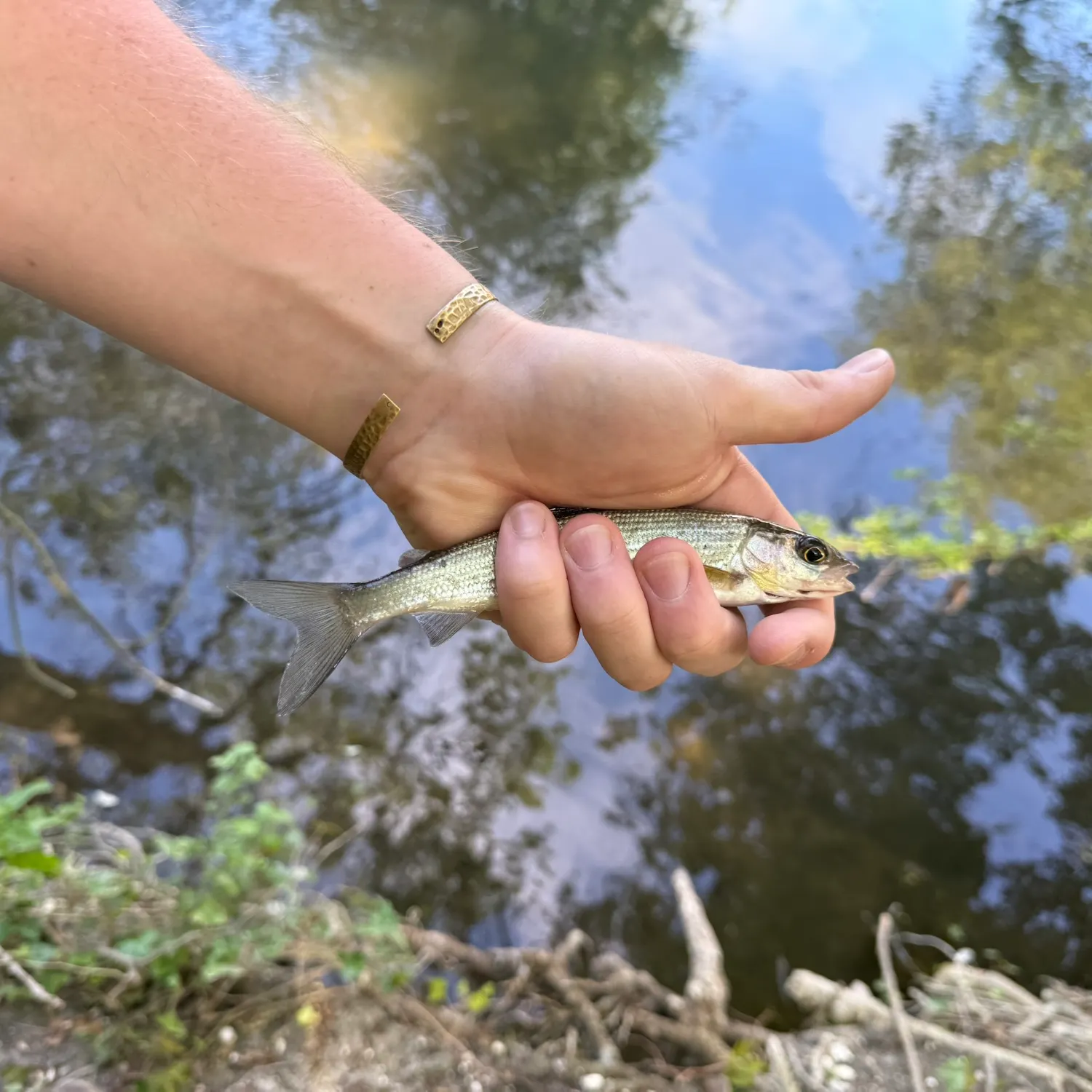 The most recent European grayling catches on Fishbrain