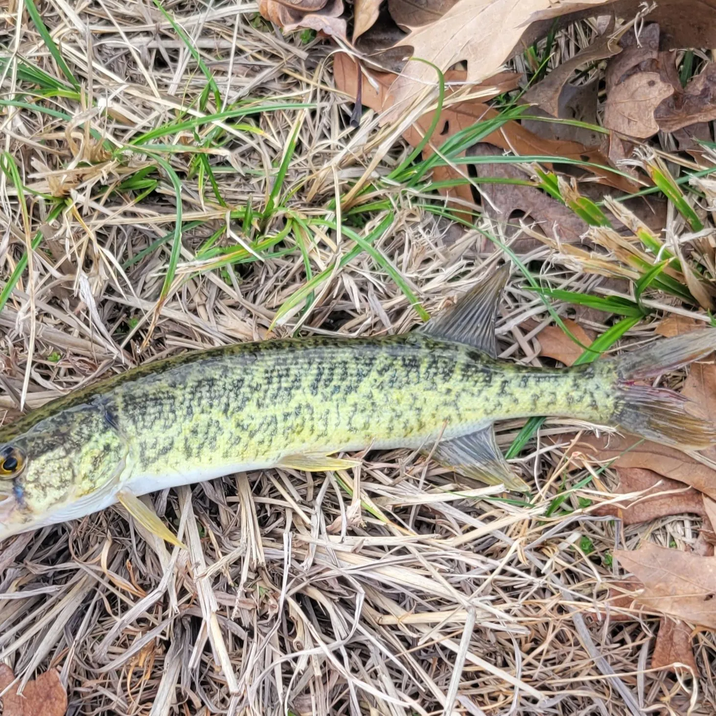The most recent Grass pickerel catches on Fishbrain