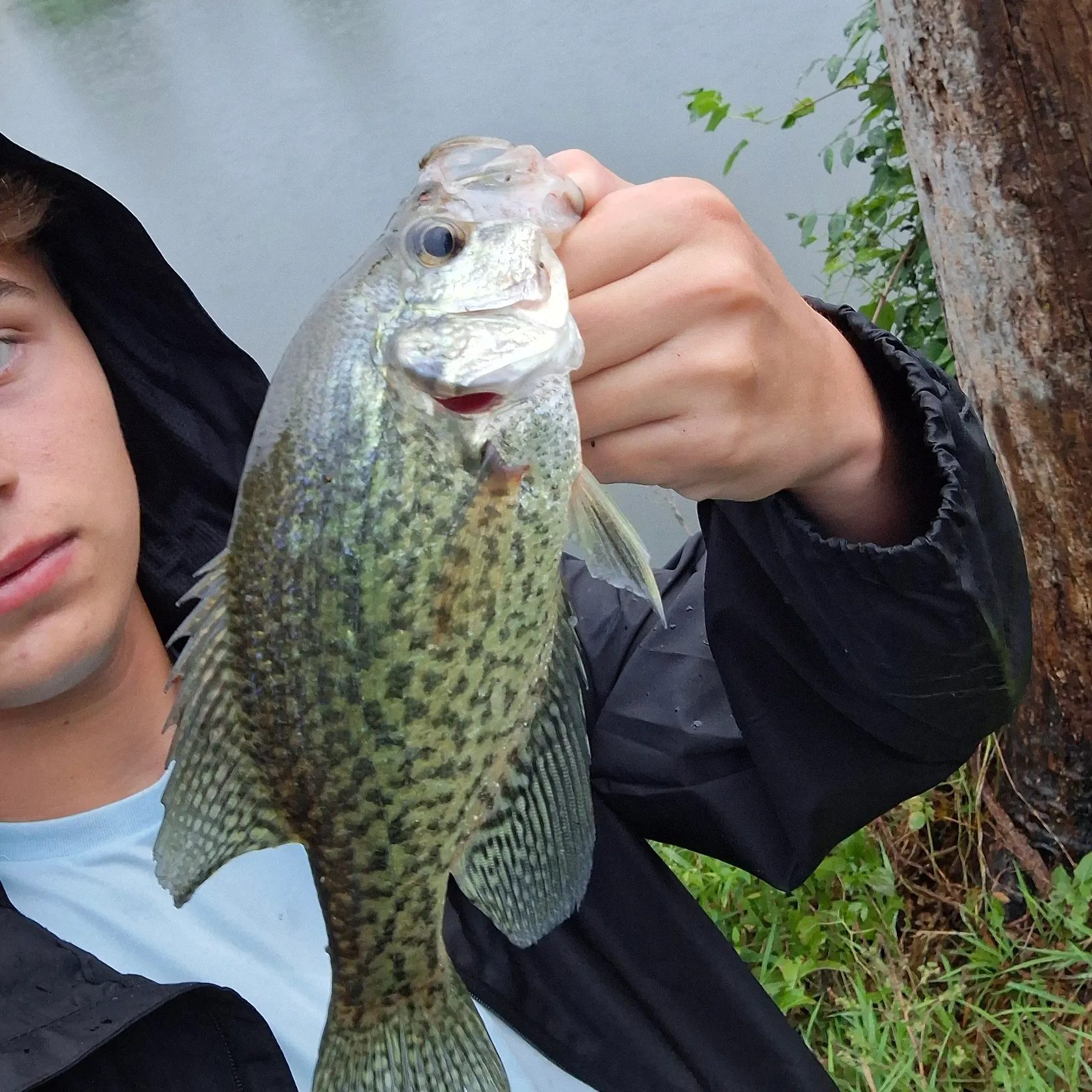 Black crappie caught on Fishbrain