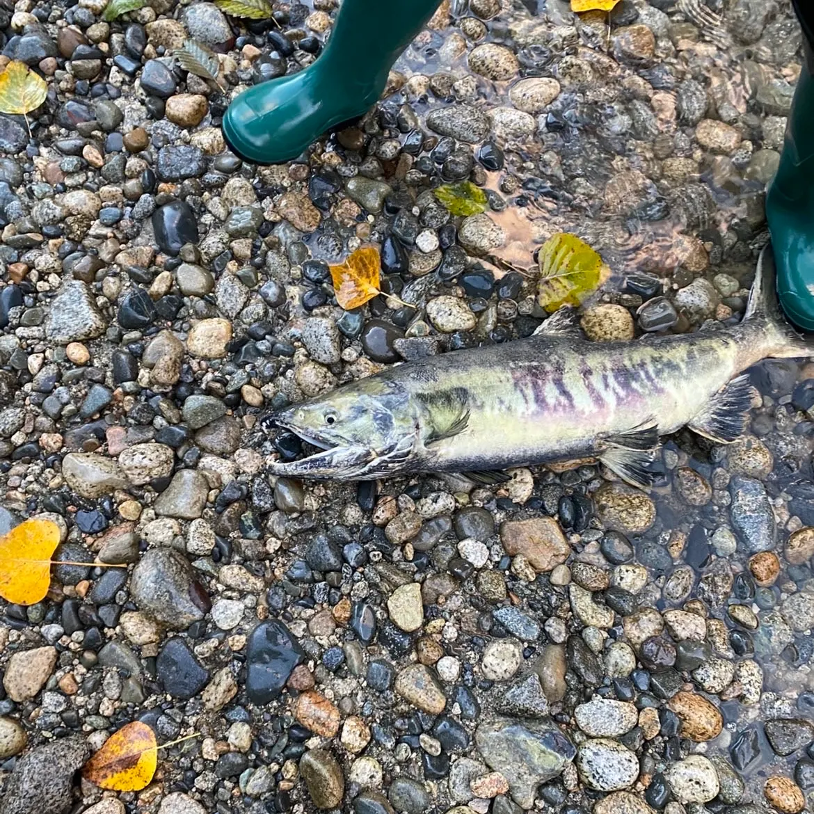 The most recent Chum salmon catches on Fishbrain