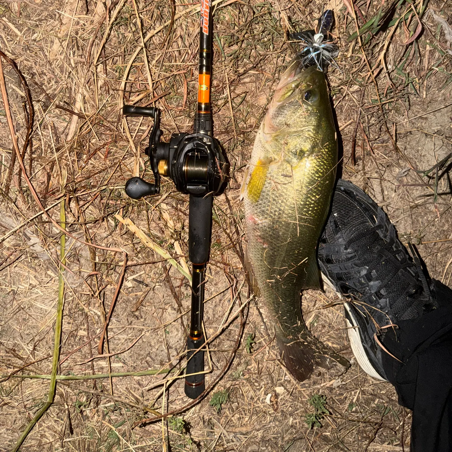 Largemouth bass caught on Fishbrain
