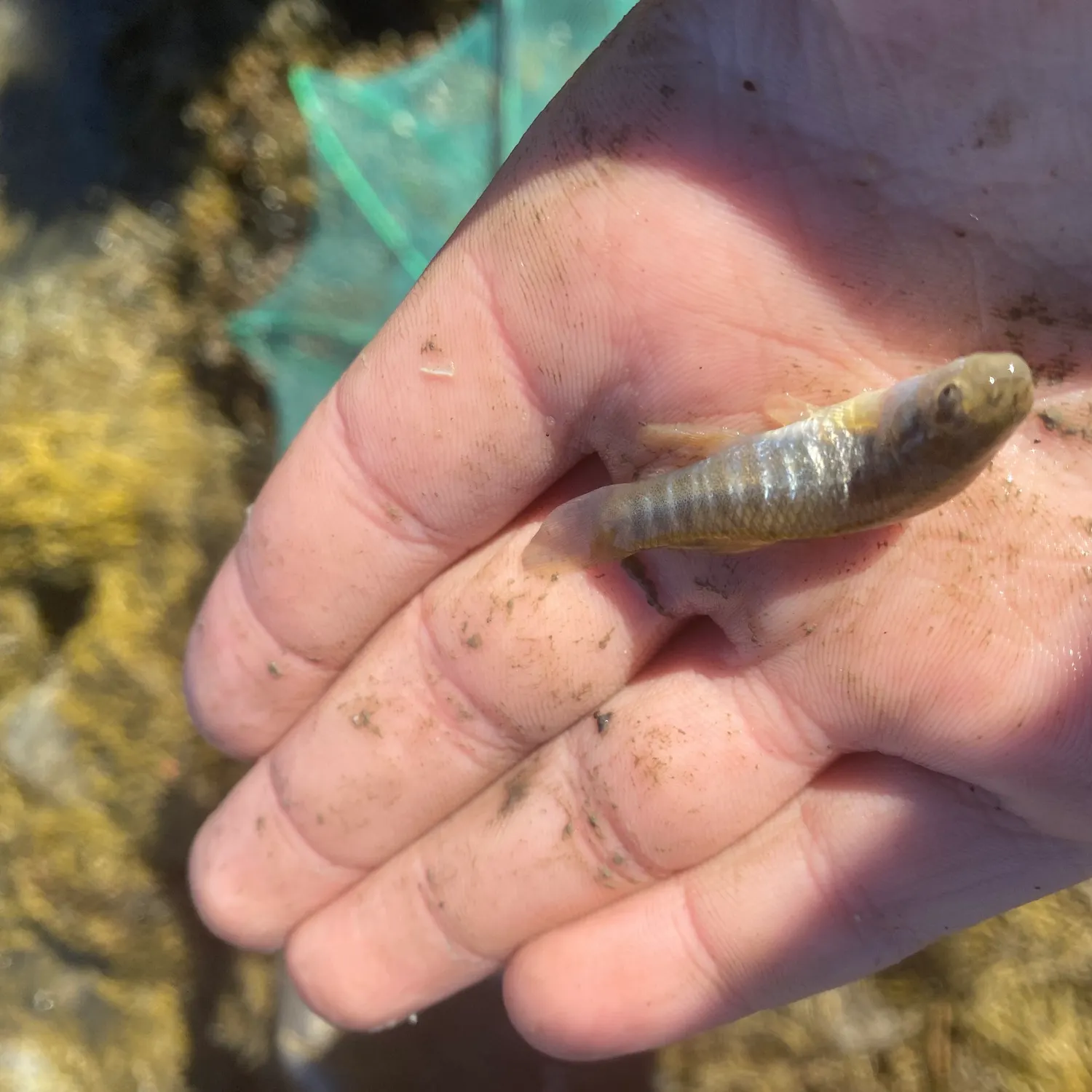 Mummichog caught on Fishbrain