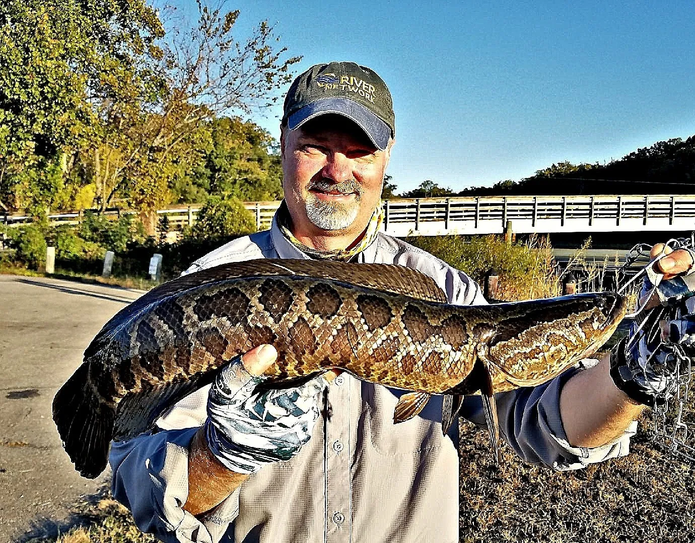 Northern snakehead