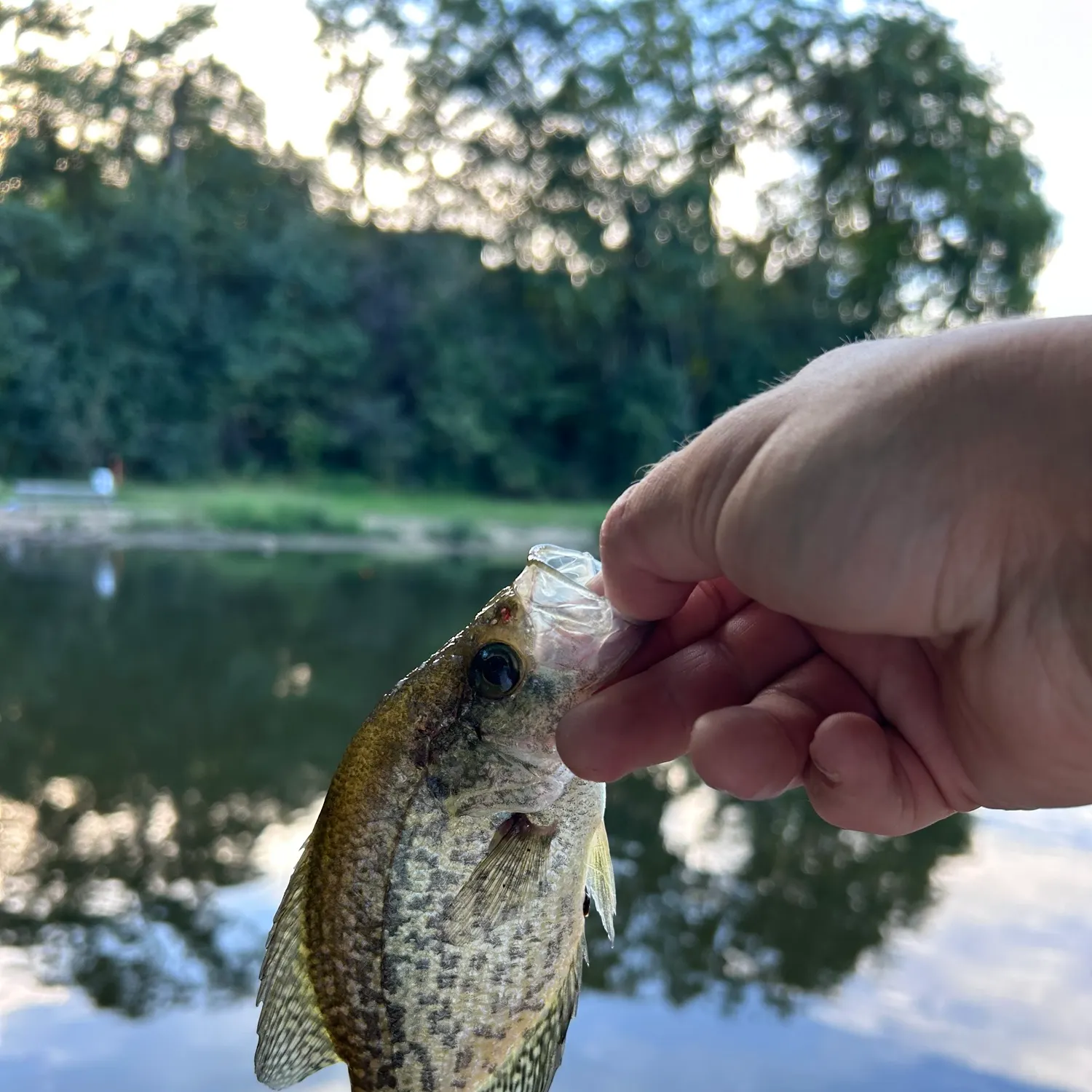 Black crappie caught on Fishbrain
