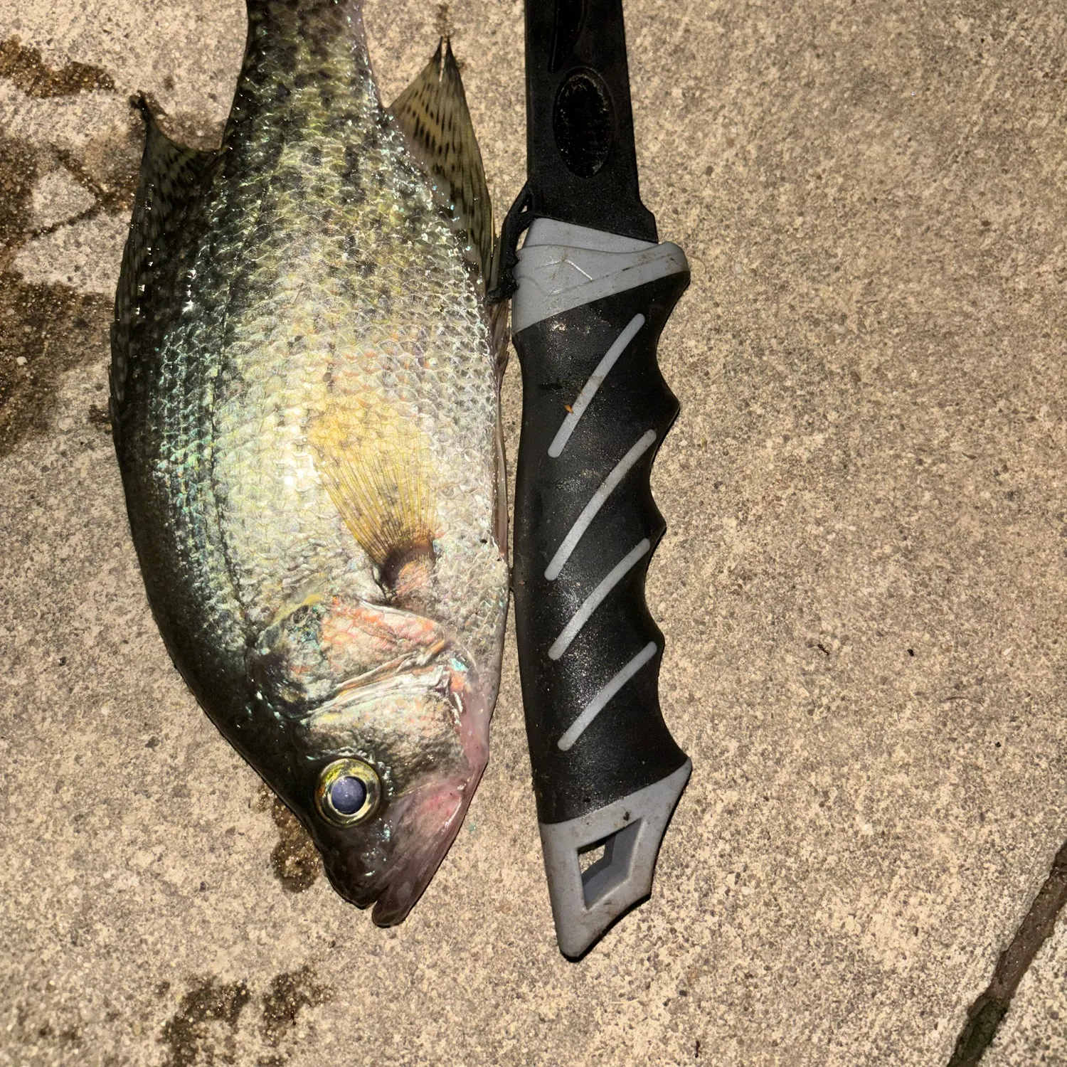 Black crappie caught on Fishbrain