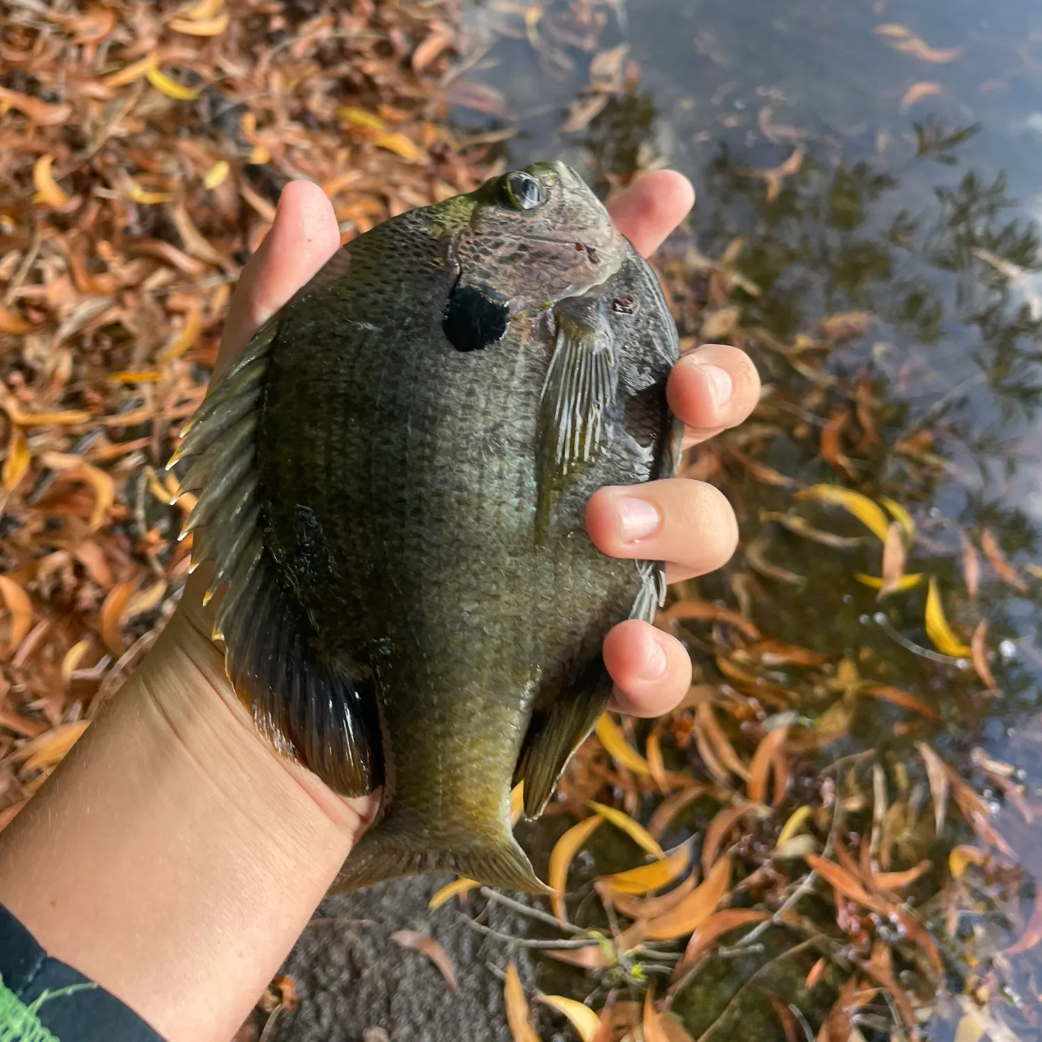 The most recent Coppernose bluegill catches on Fishbrain