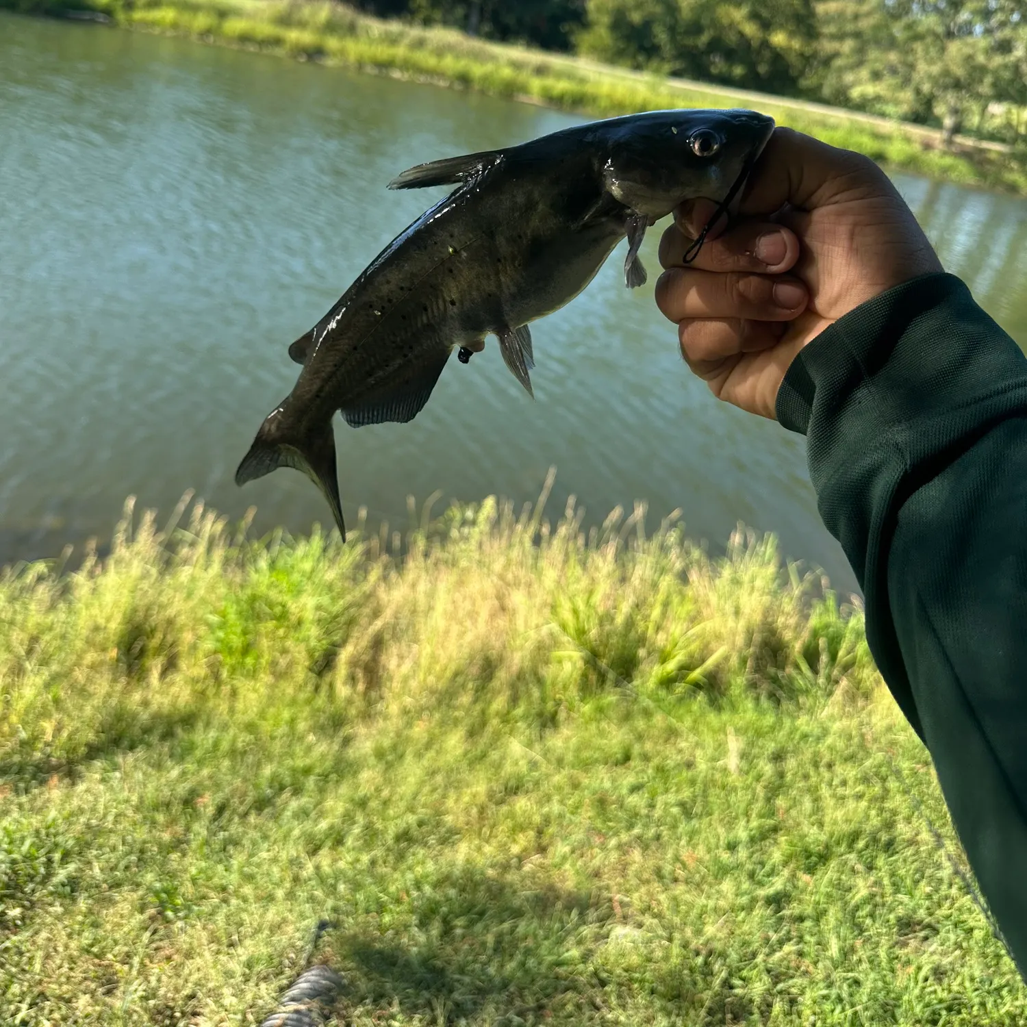 Channel catfish caught on Fishbrain