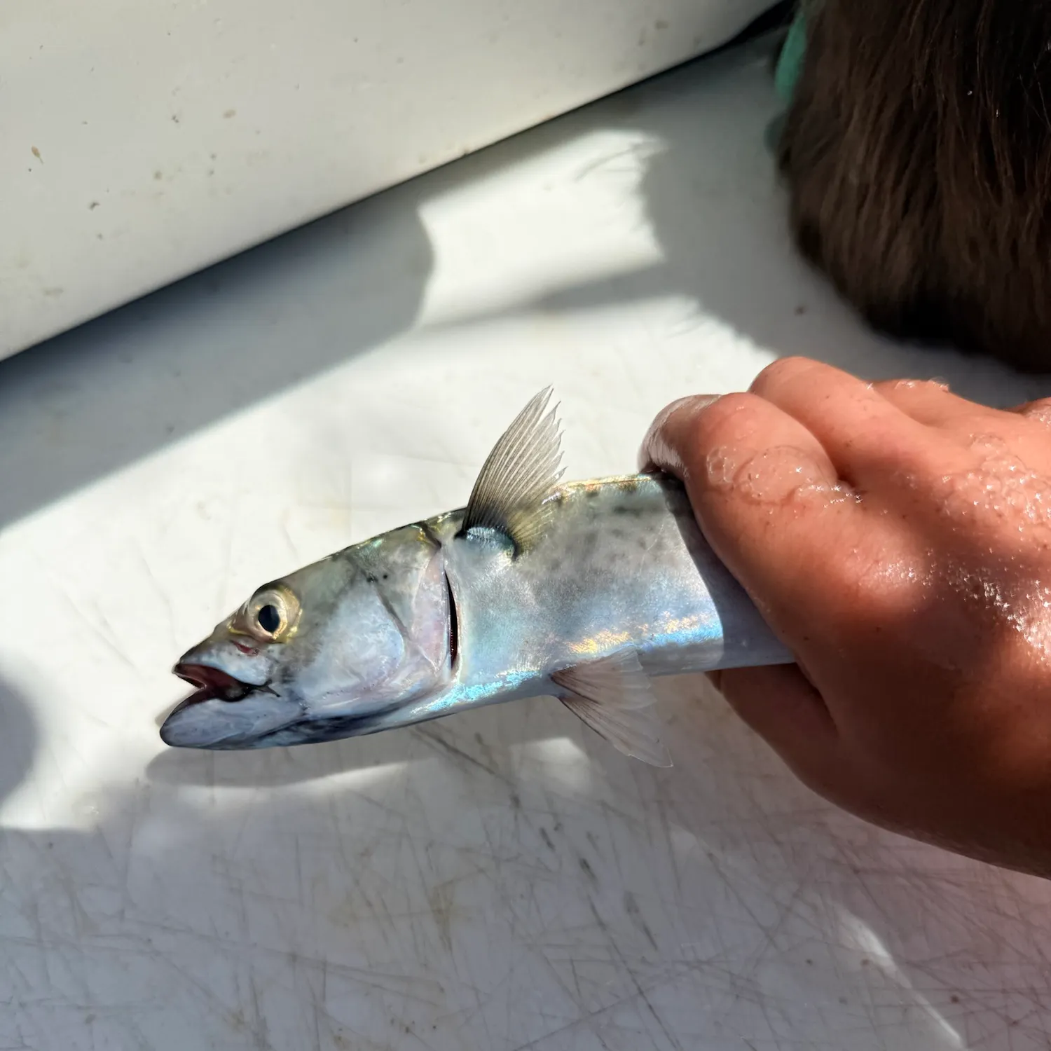 Atlantic mackerel caught on Fishbrain