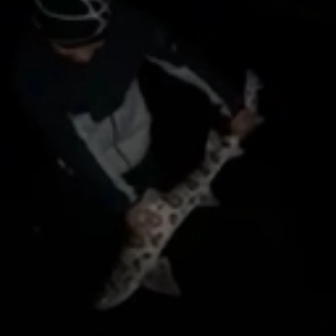 Leopard shark caught on Fishbrain