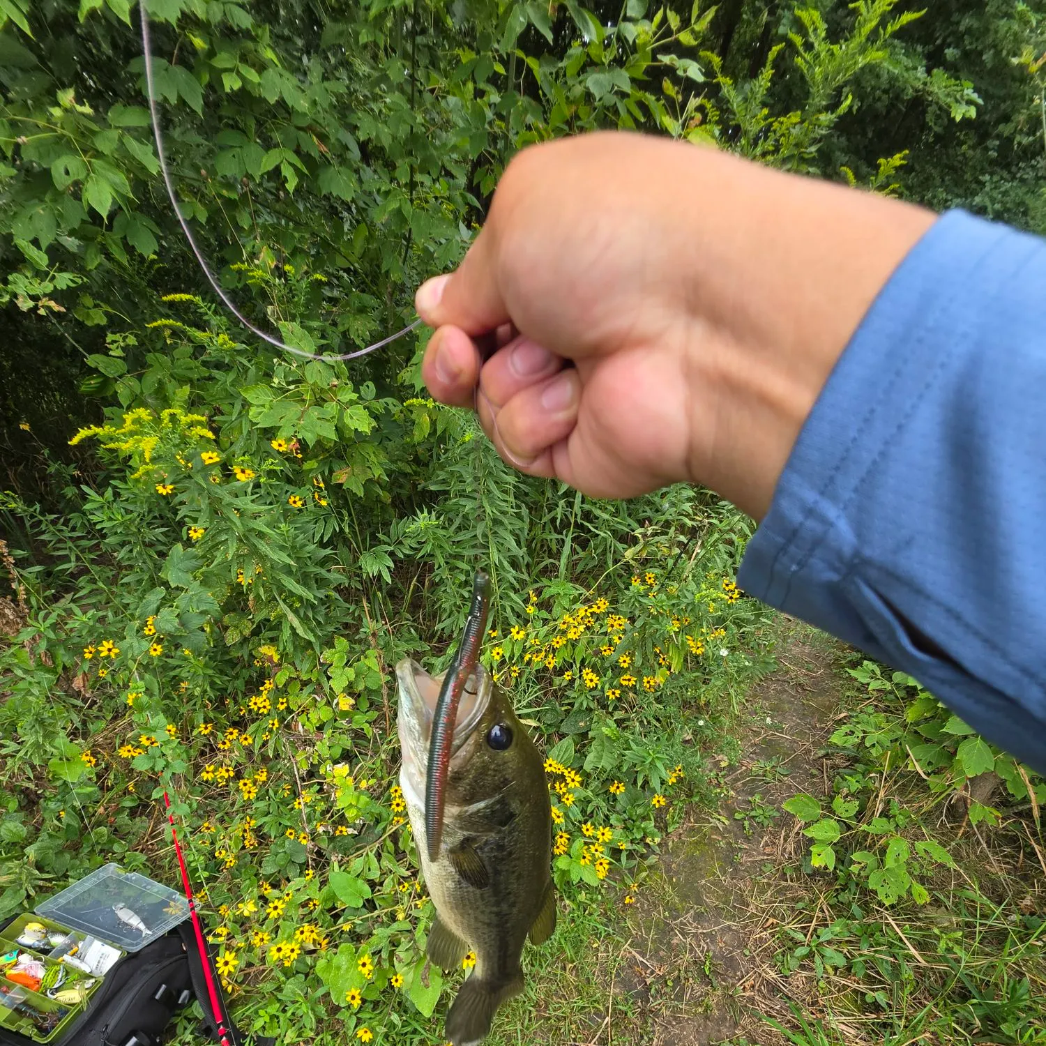 Largemouth bass caught on Fishbrain