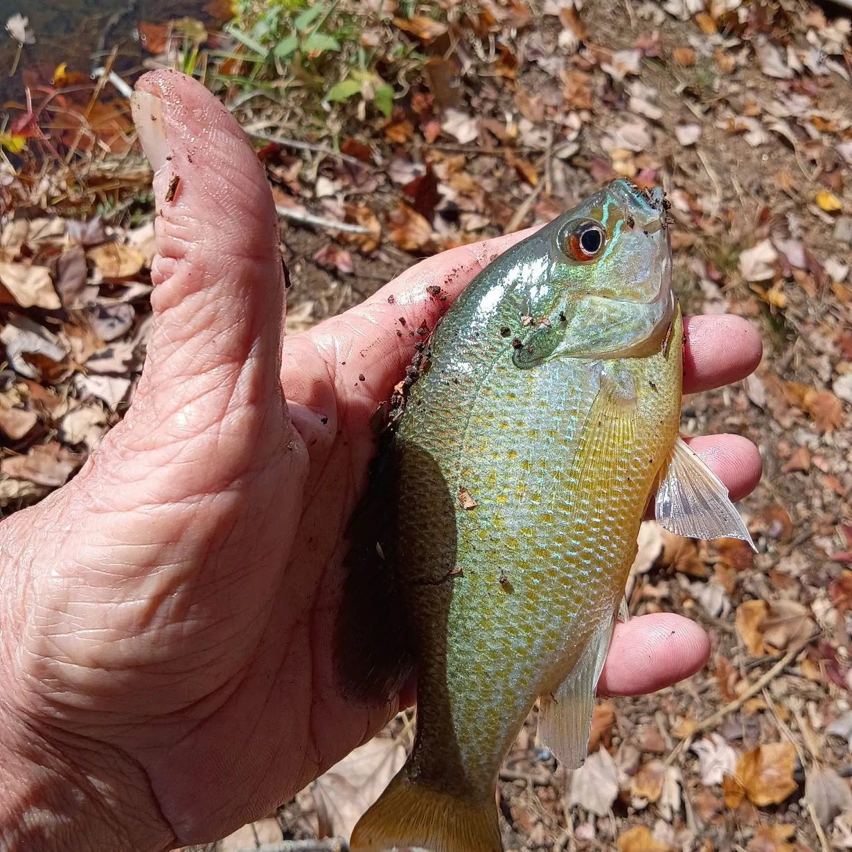 Redbreast sunfish caught on Fishbrain