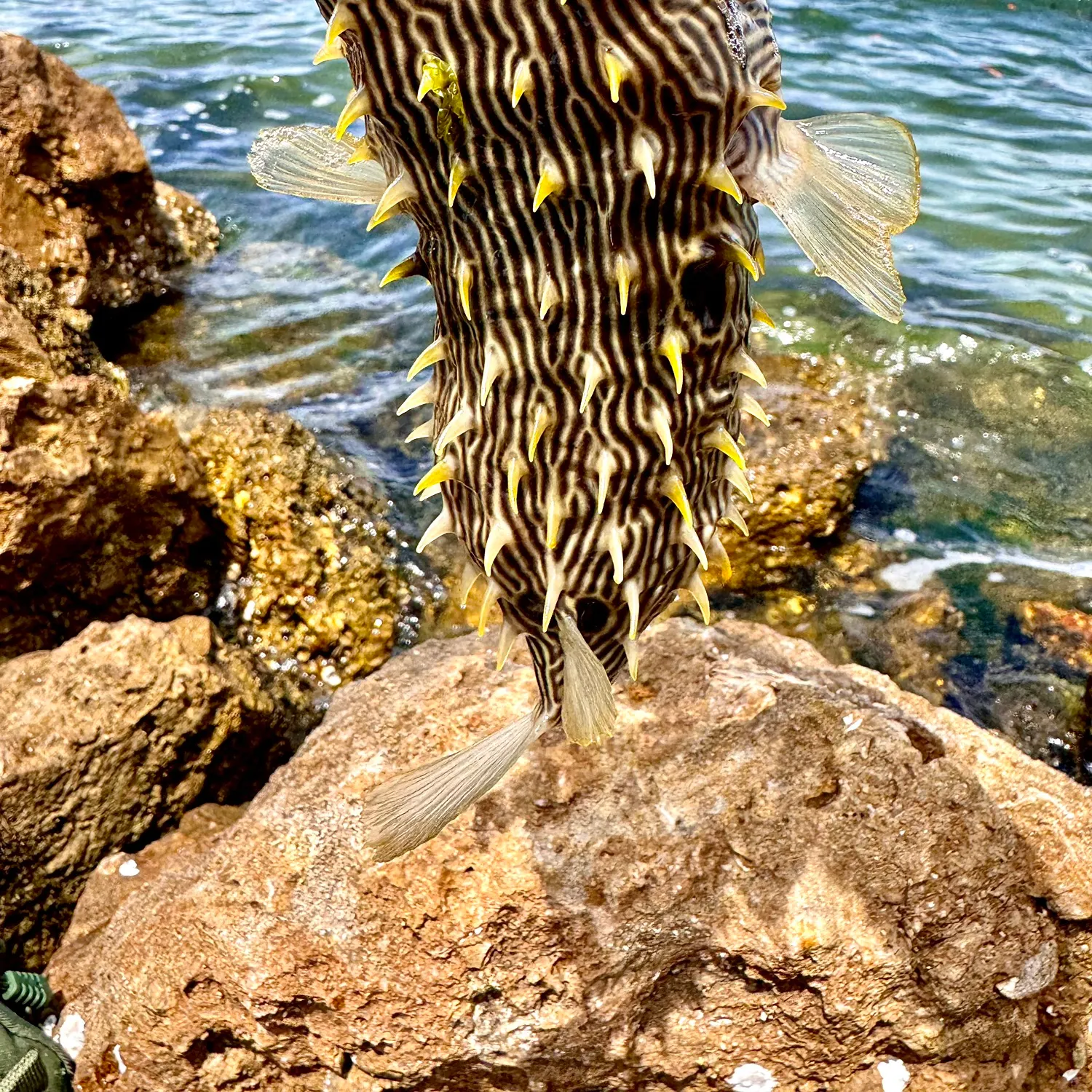 The most recent Striped burrfish catches on Fishbrain
