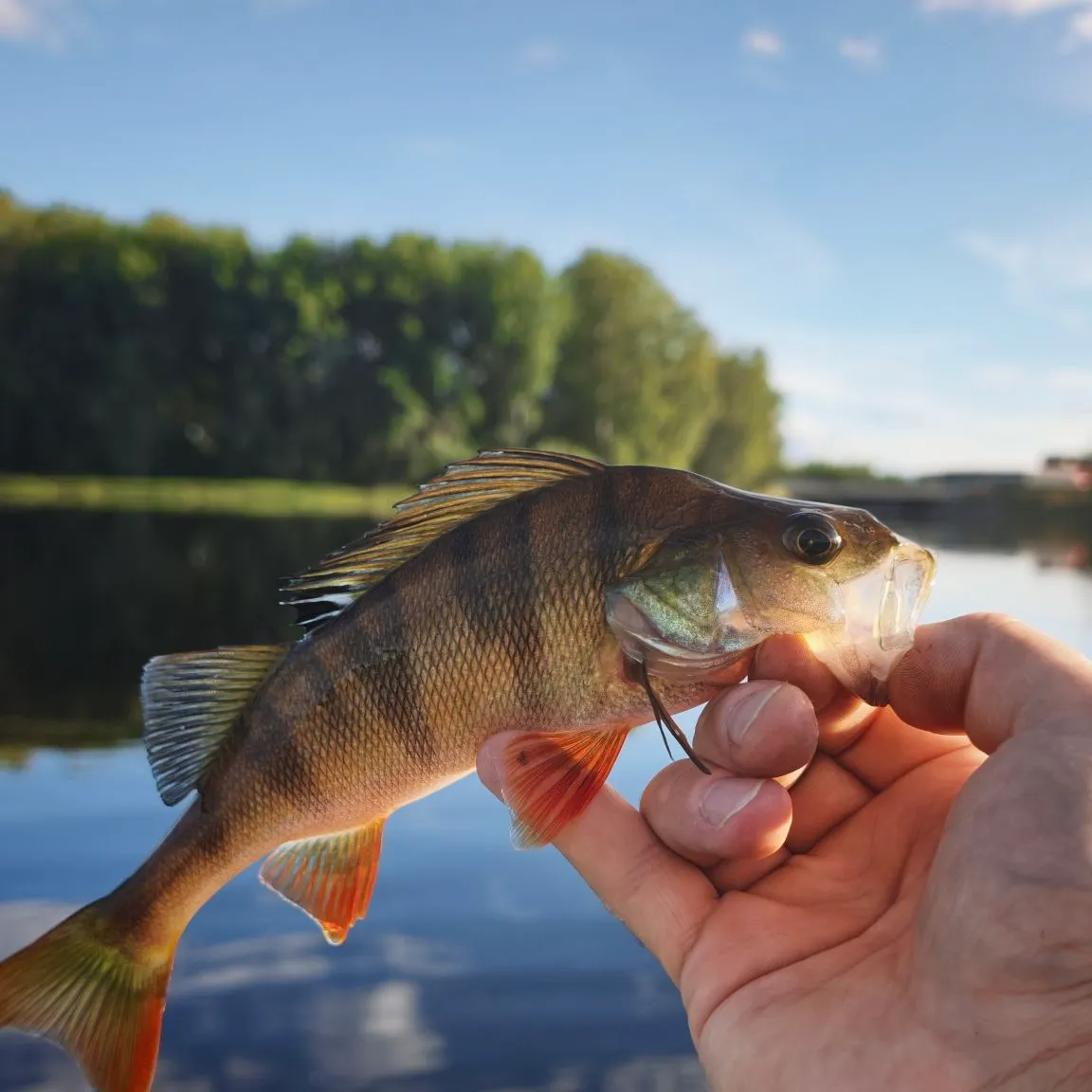 European perch caught on Fishbrain