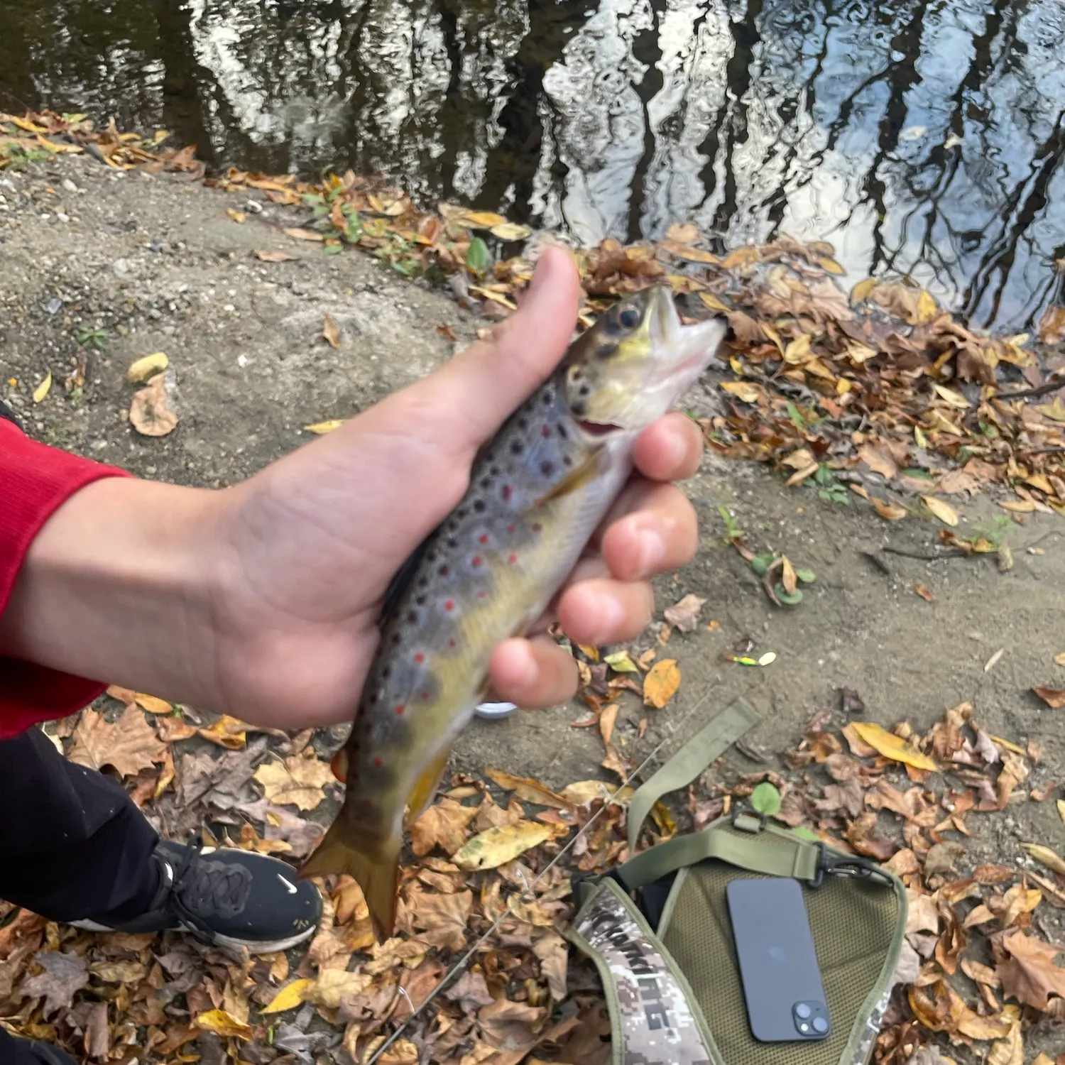 Brown trout caught on Fishbrain