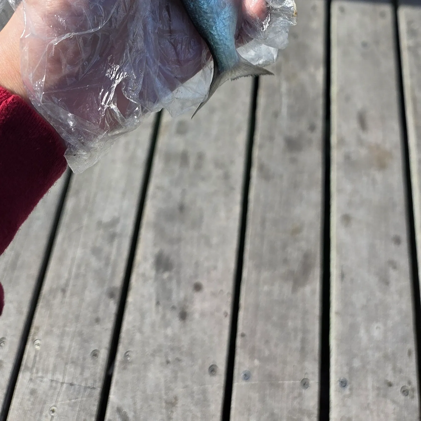 Bluefish caught on Fishbrain
