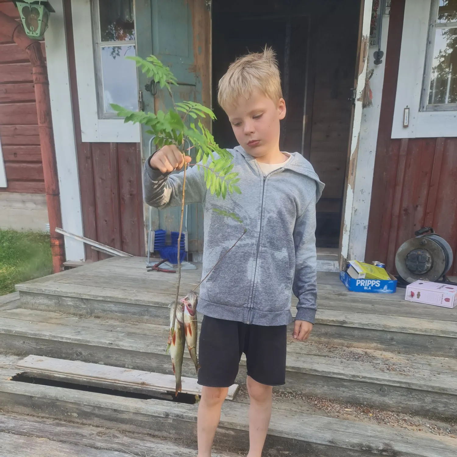 European perch caught on Fishbrain