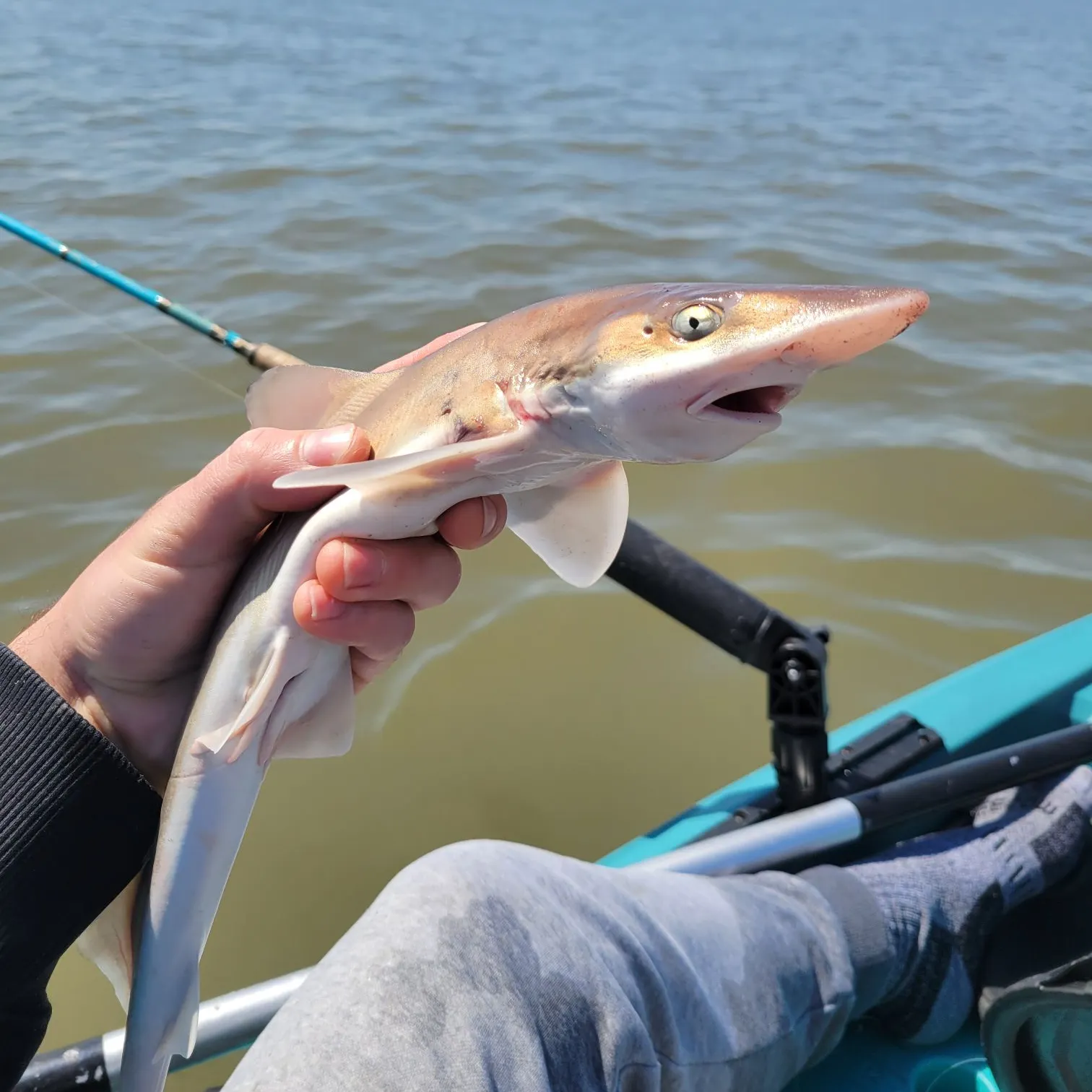 The most recent Grey smooth-hound catches on Fishbrain