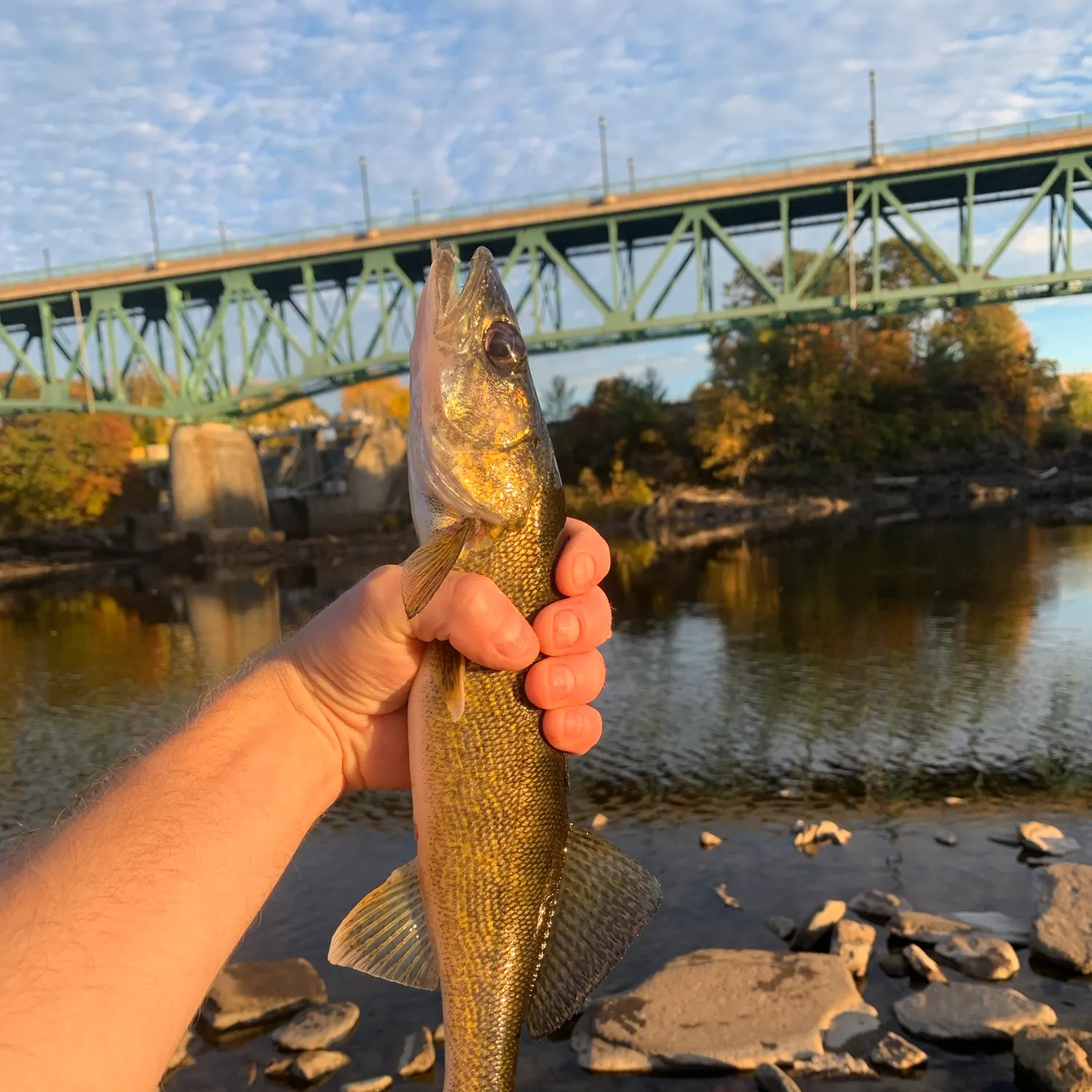Walleye caught on Fishbrain